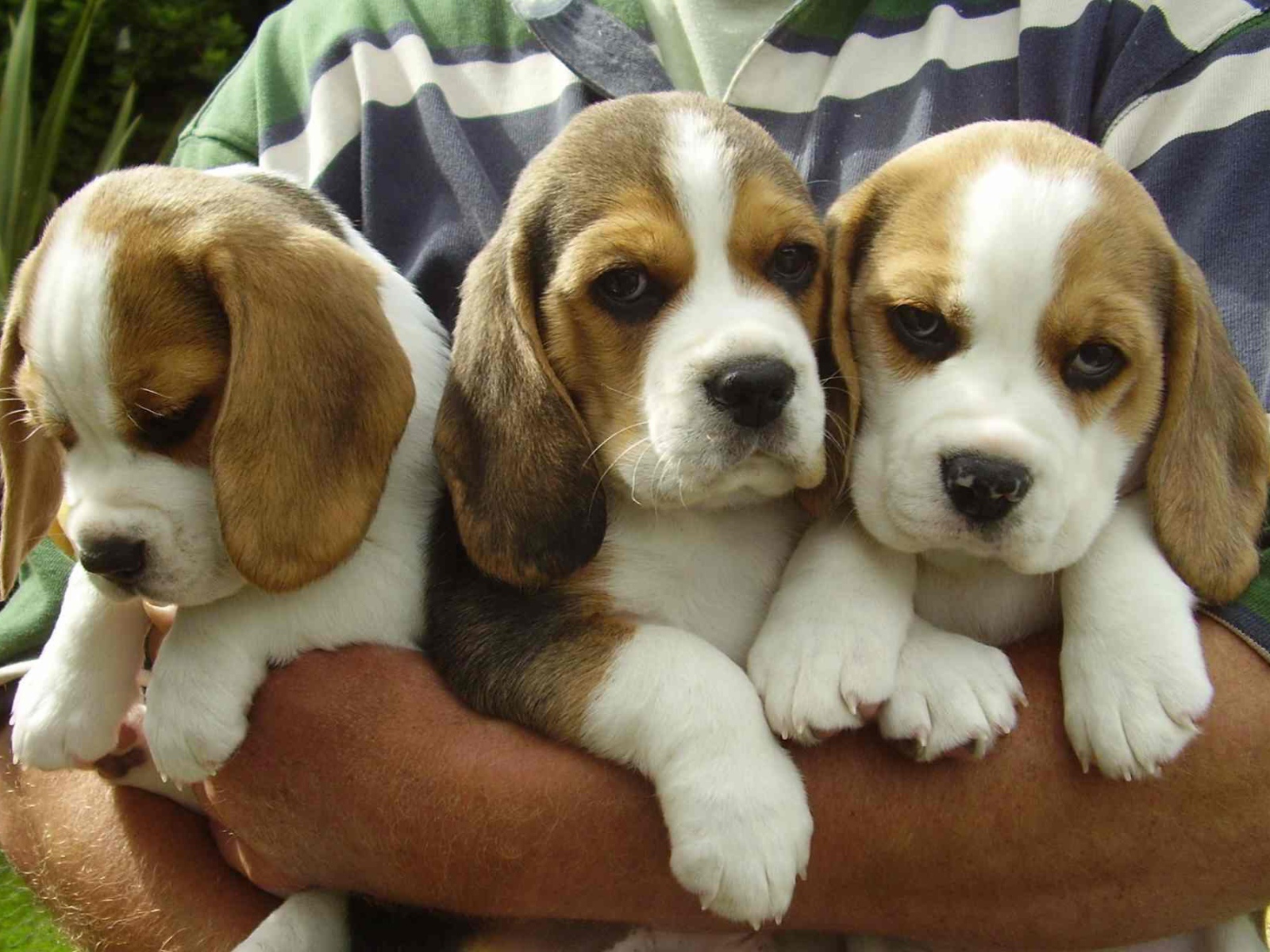 Bouquet of beagle dogs