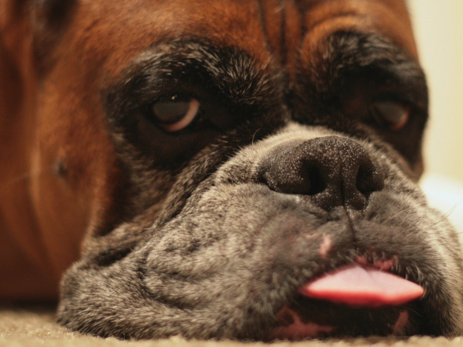 Боксёр показывает язык