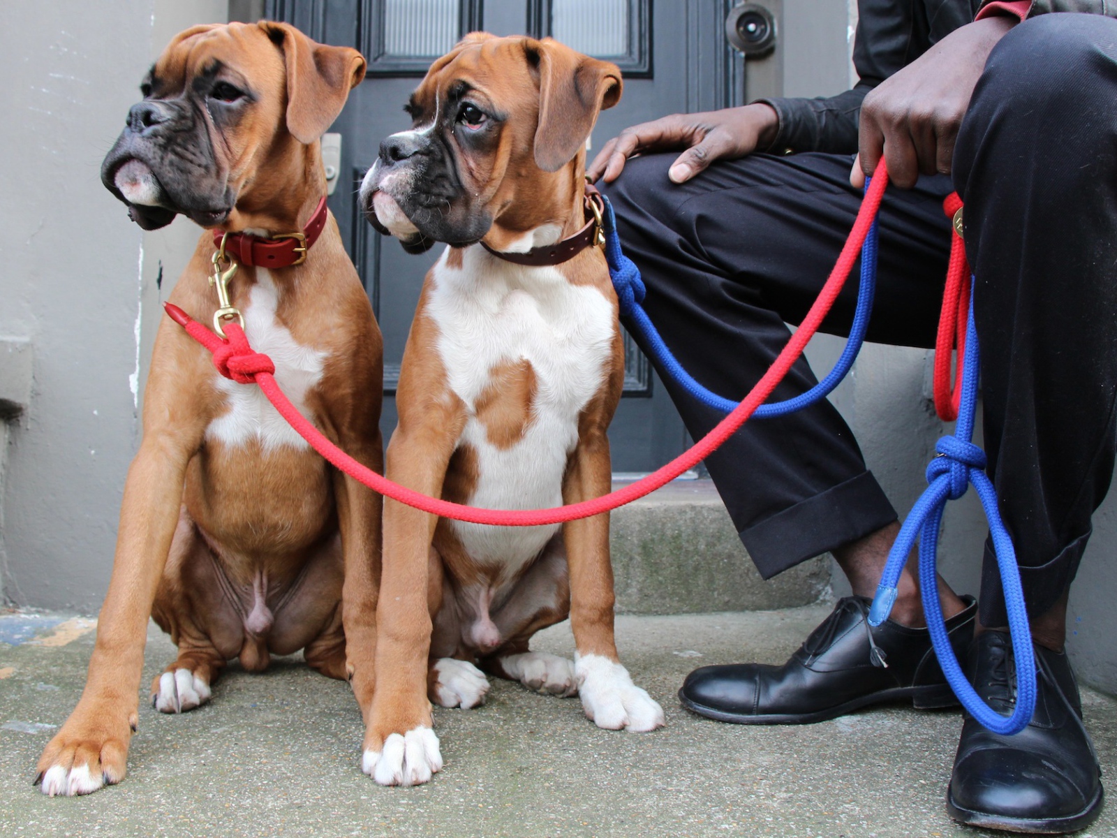 Братья боксёры и их хозяин