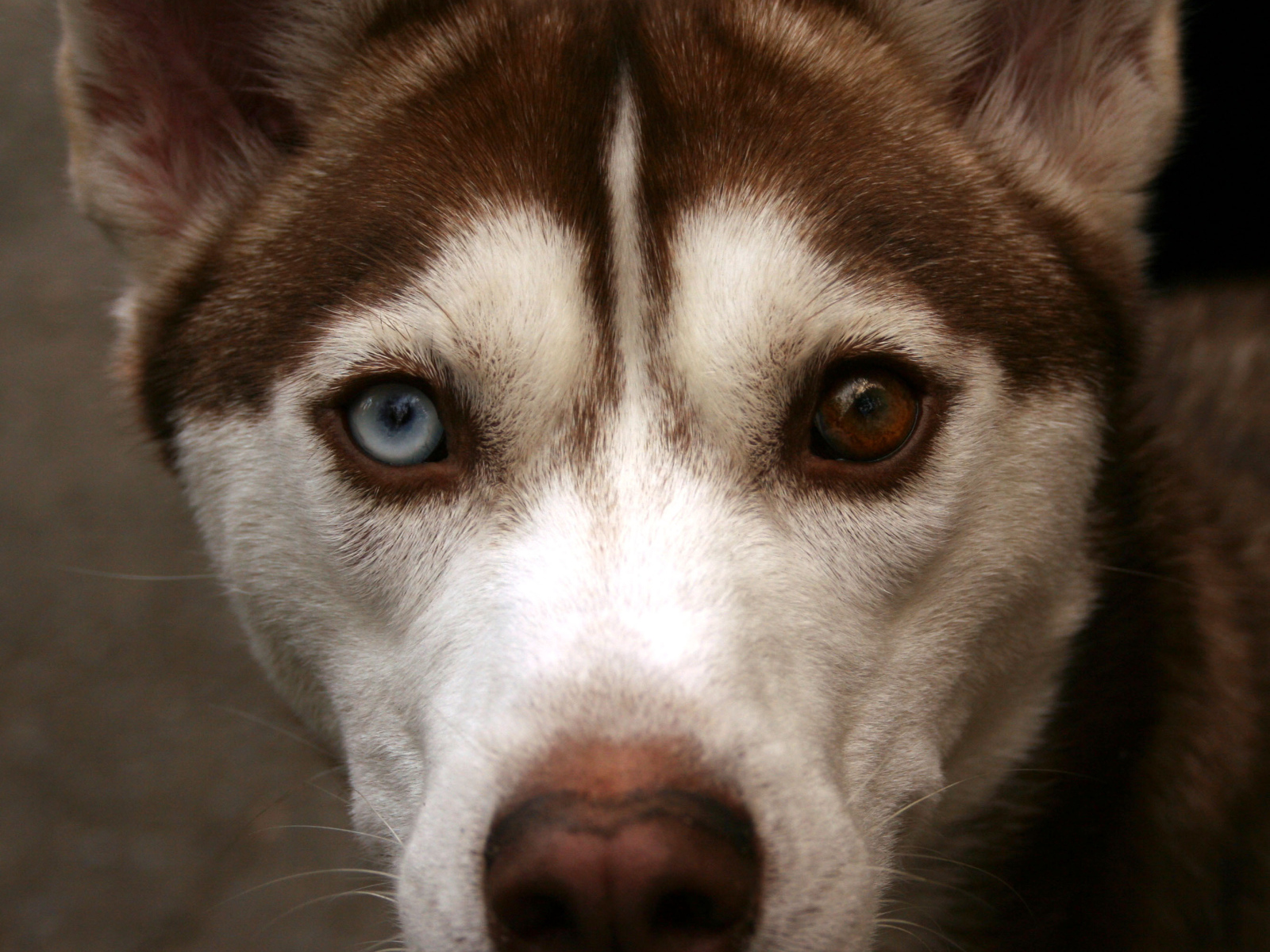Коричневый Сибирский хаски крупным планом