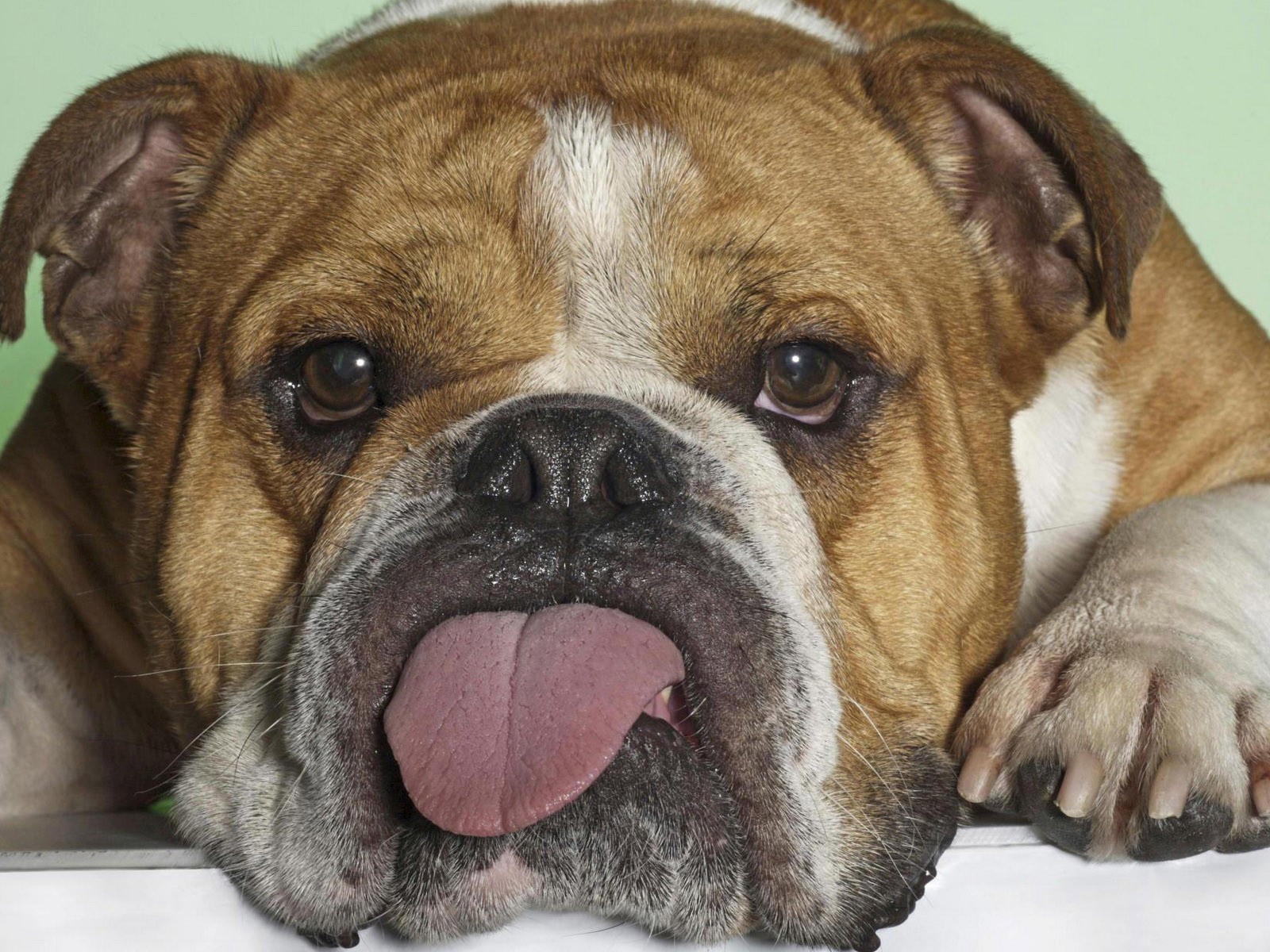 Бульдог показывает язык