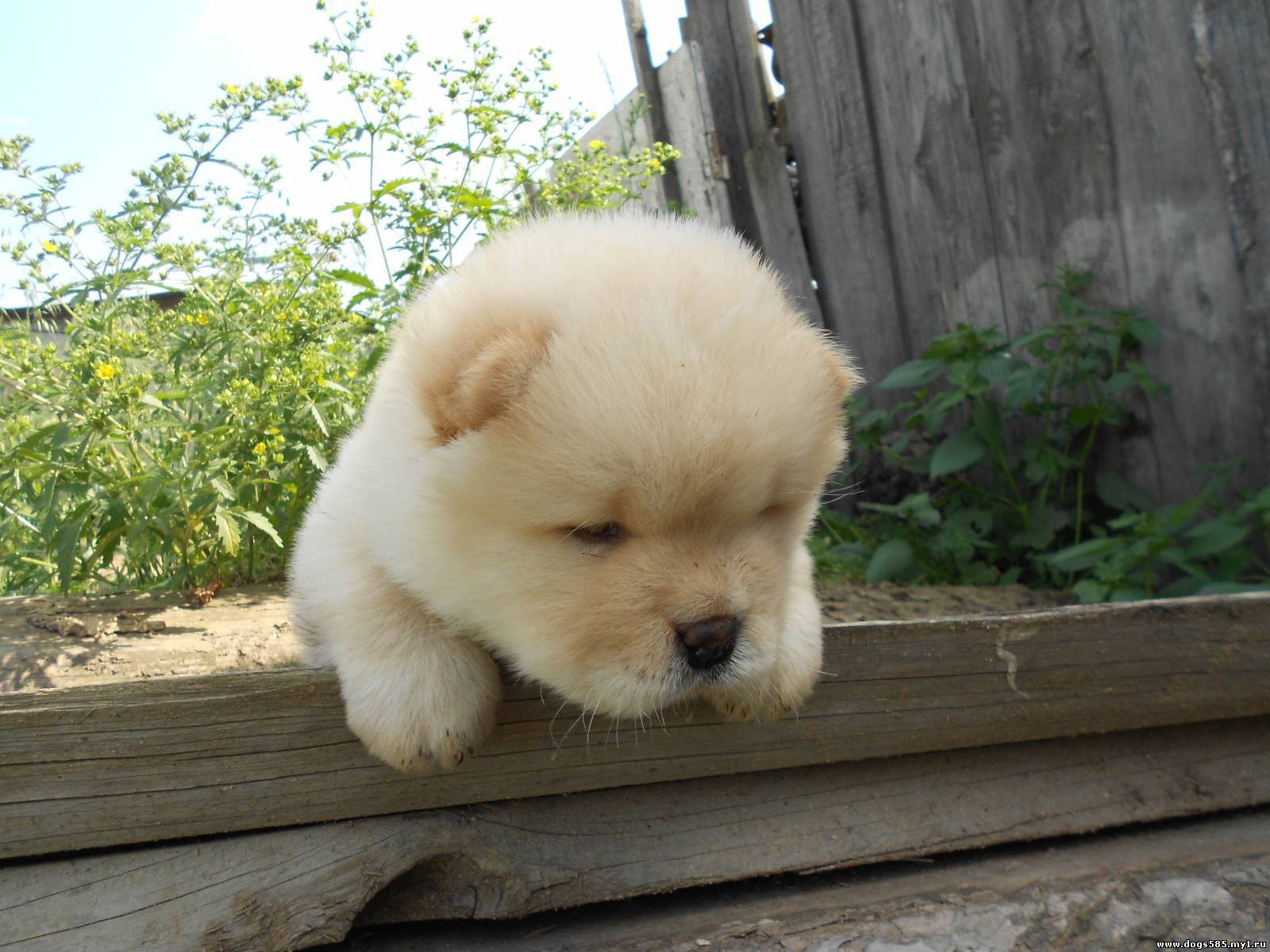 Чау-чау выглядит усталой