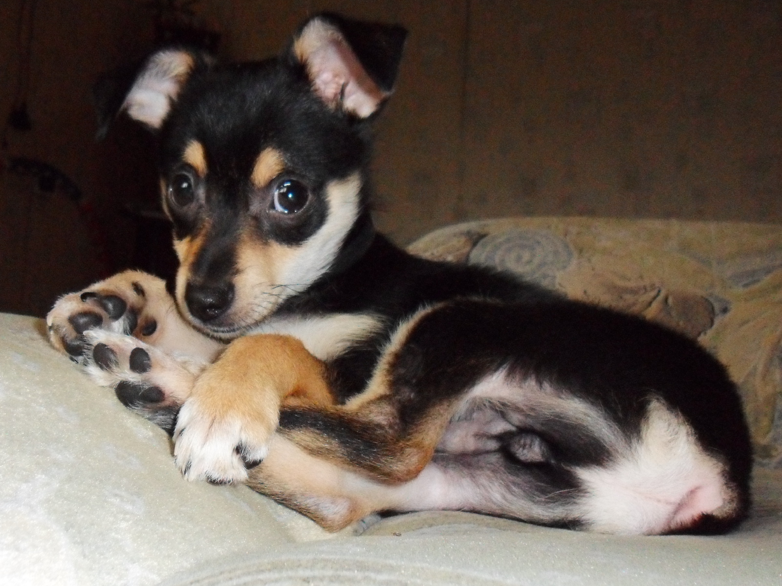 Симпатичный Карликовый пинчер на диване