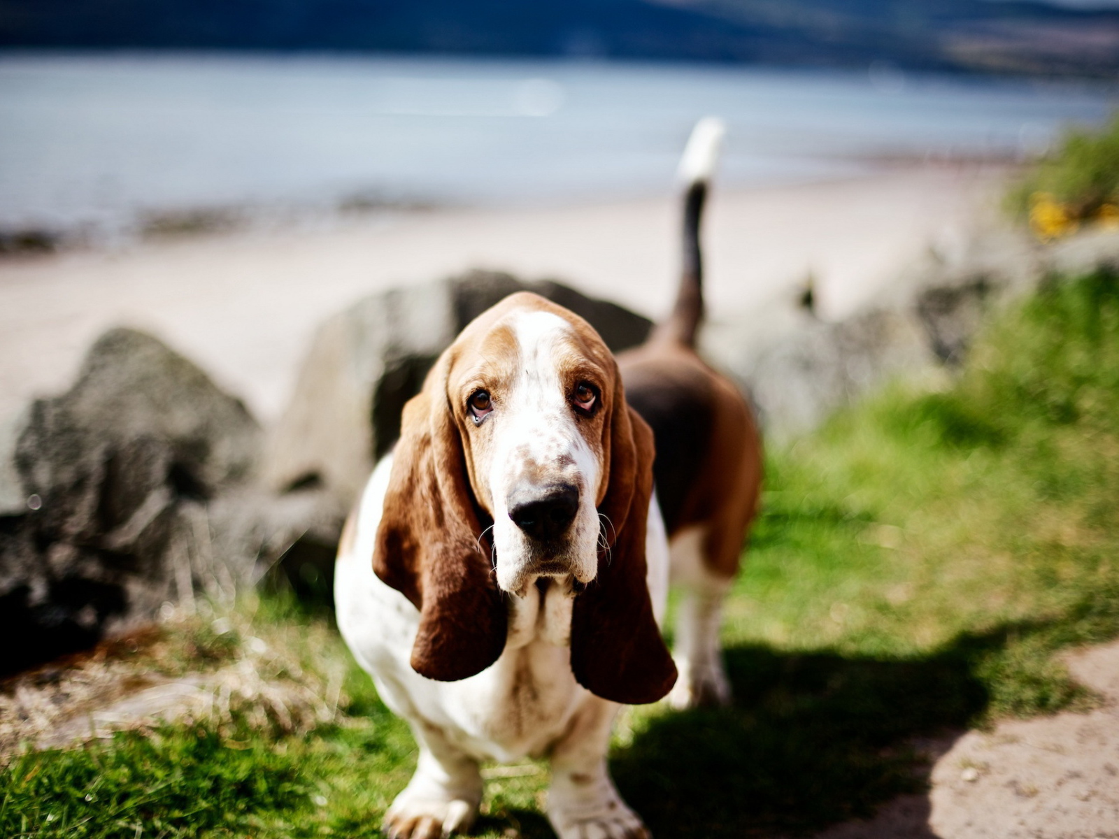Милый бассет-хаунд на природе