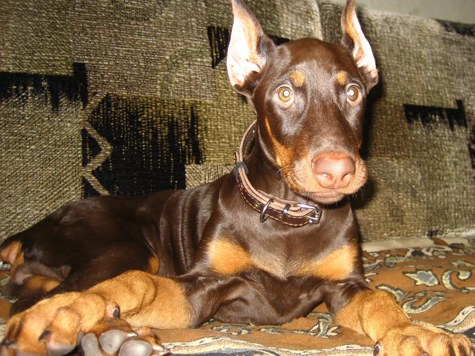 Доберман лежит на диване