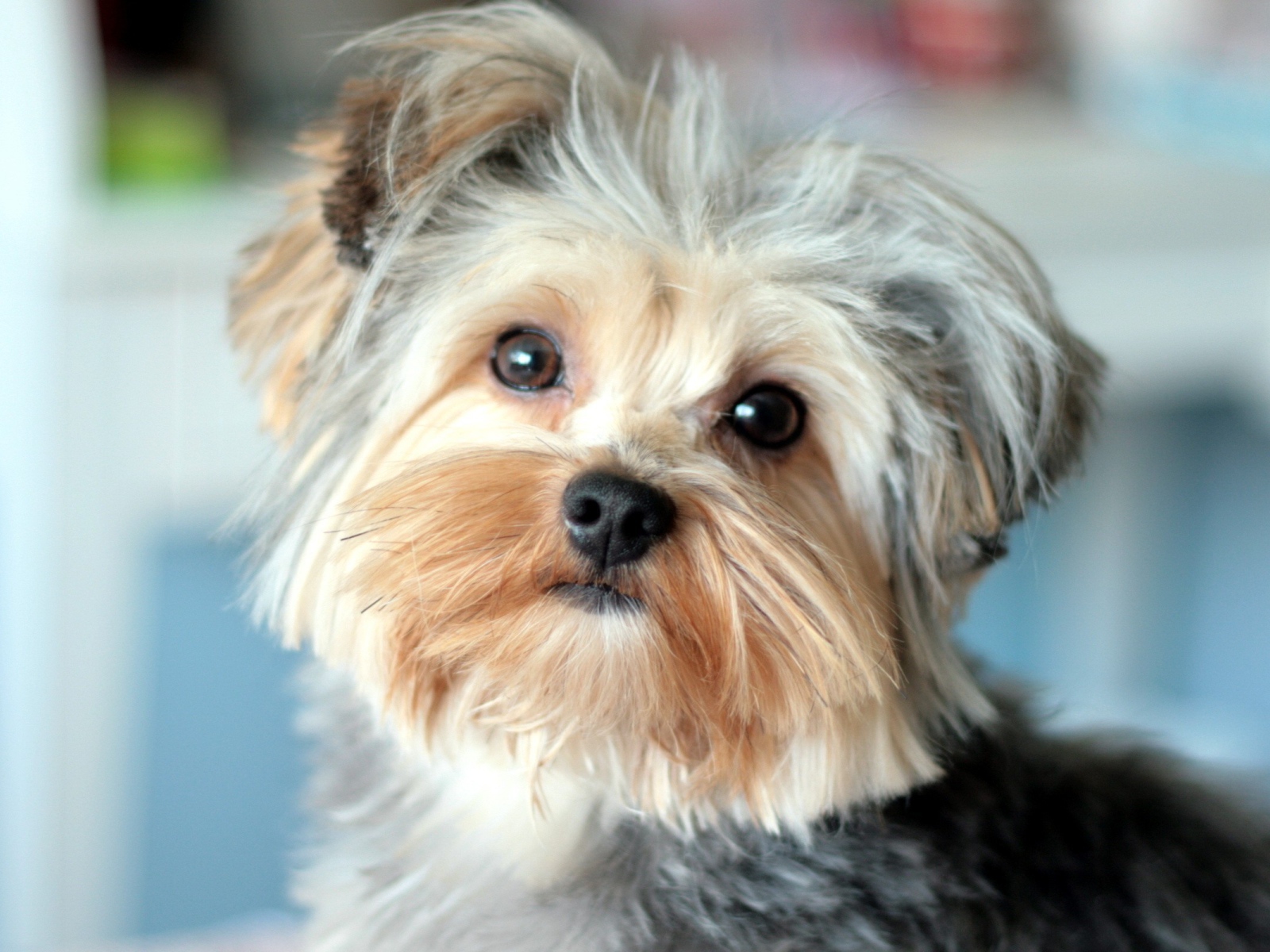 Собака Йоркширский терьер