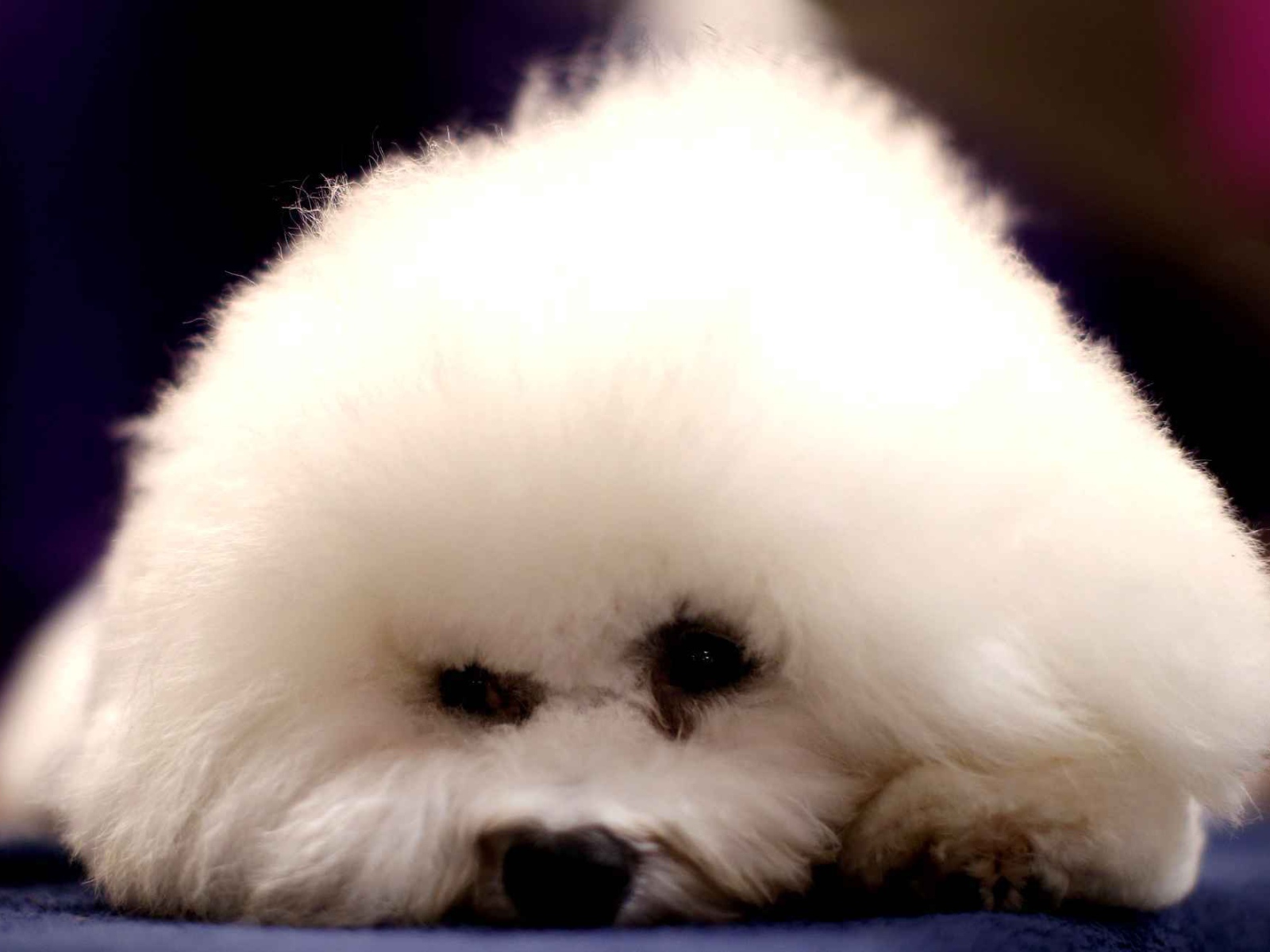 Собака породы бишон-фриз уткнулась носом