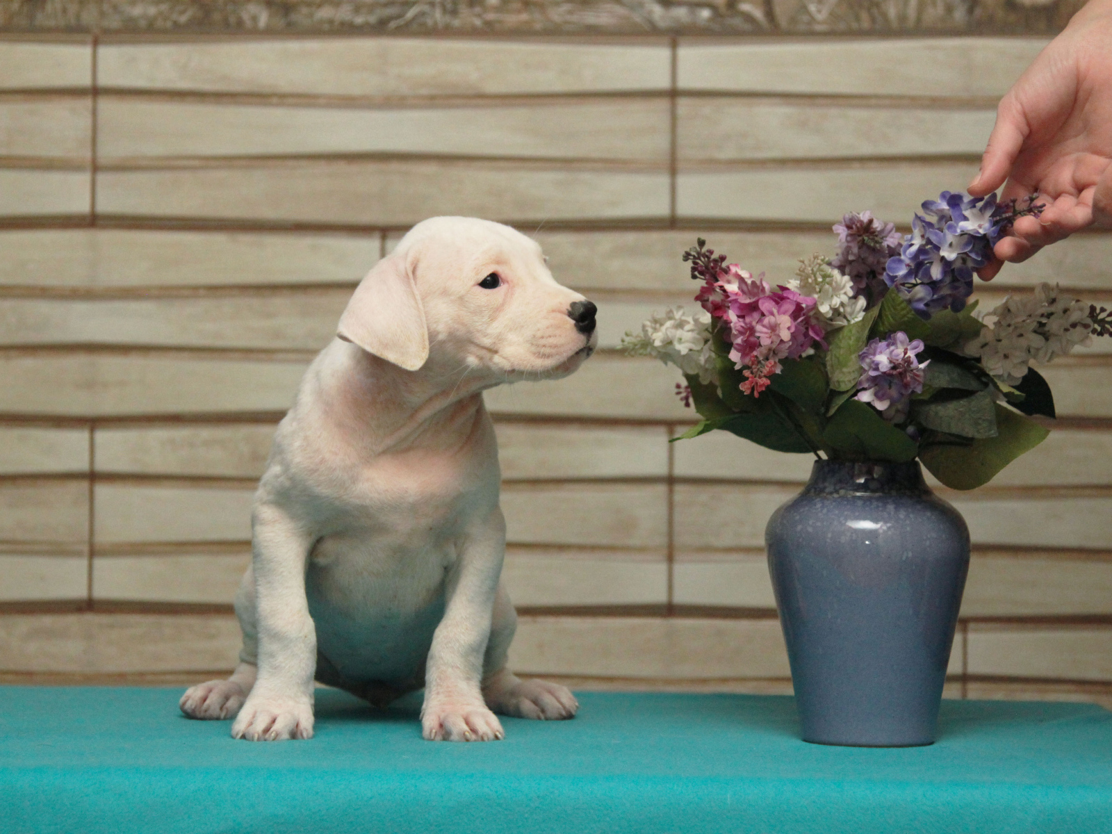 Щенок аргентинского дога и цветы