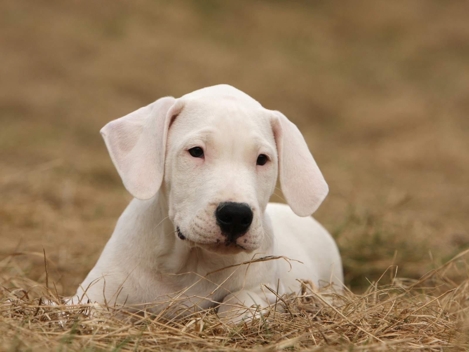 Dogo Argentino Puppy on dried grass