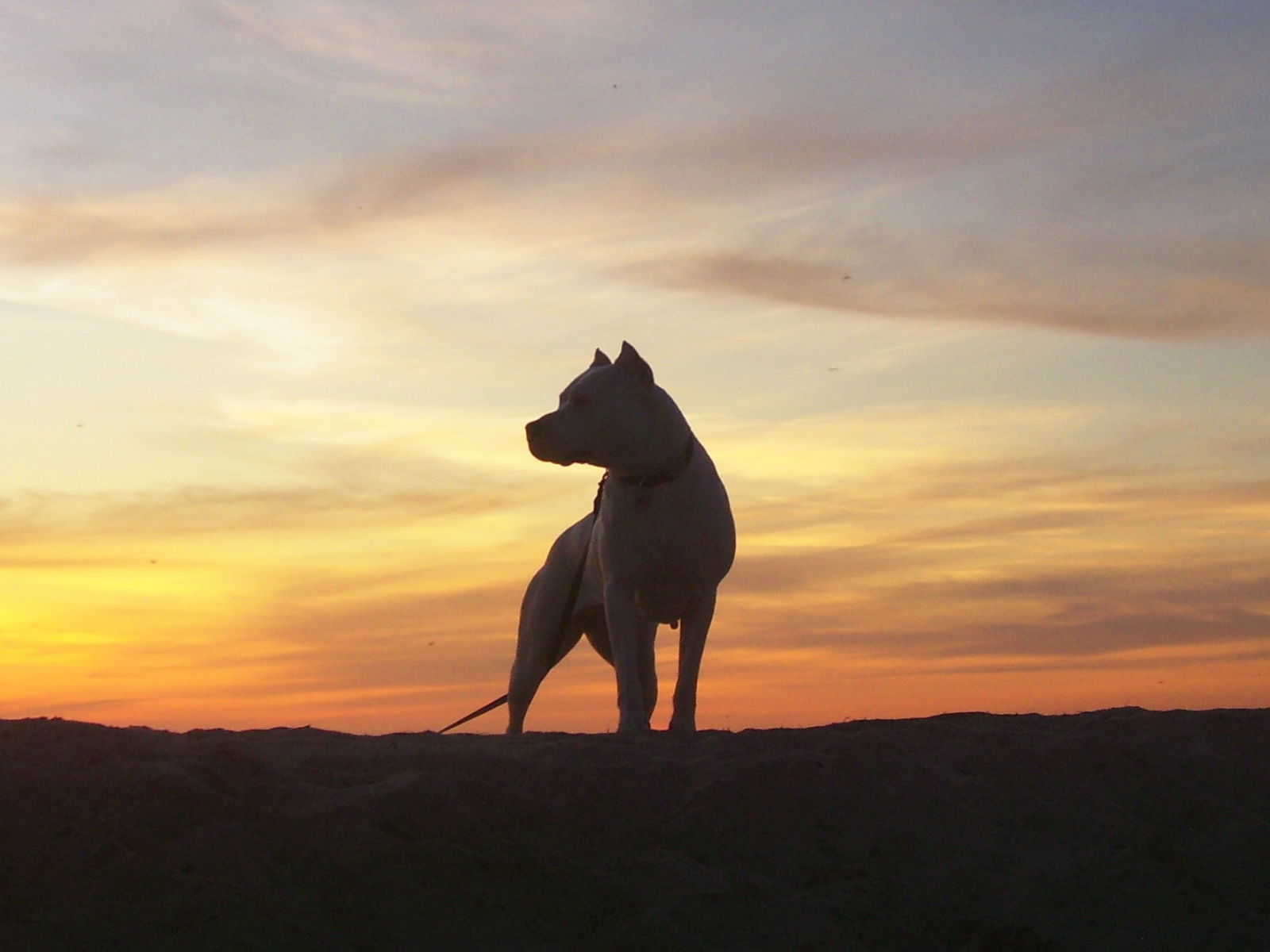Dogo Argentino on sunset background