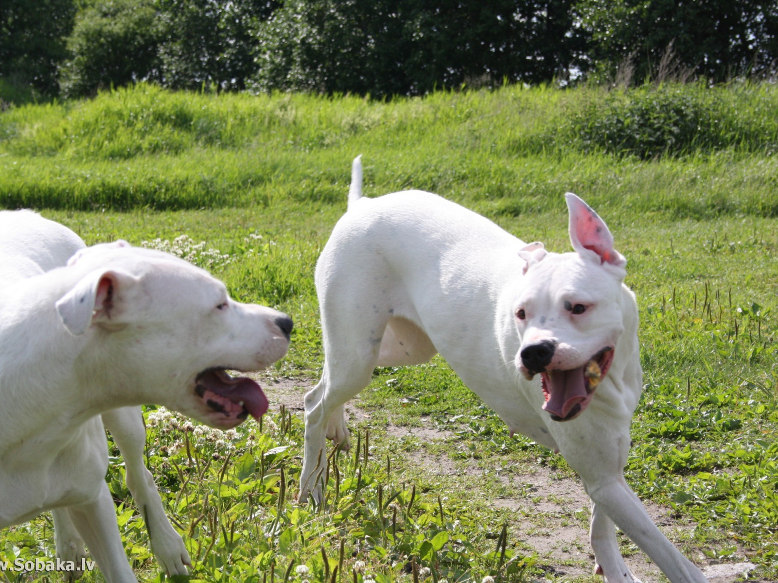 Аргентинские доги играют