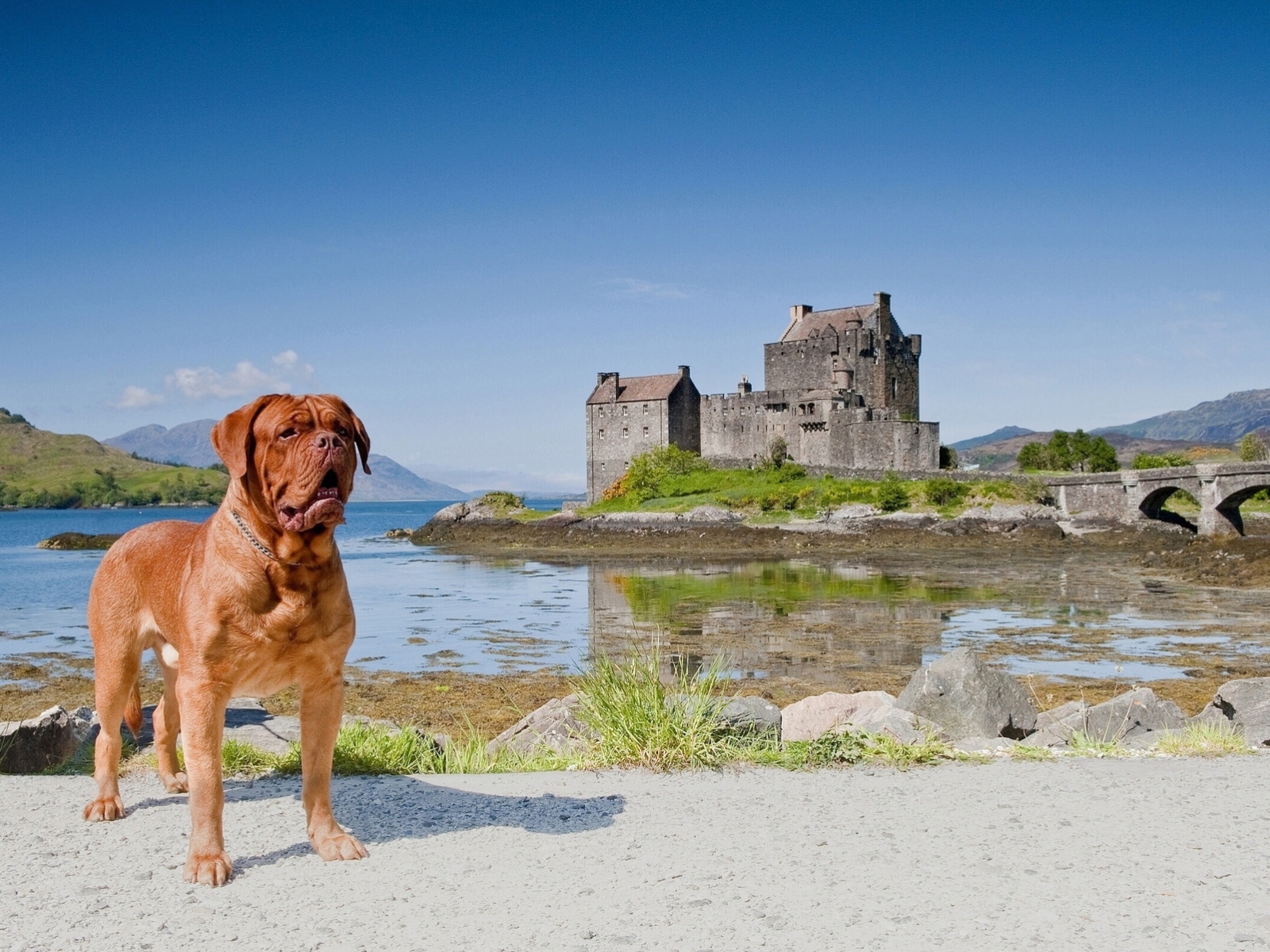 Бордоский дог и замок