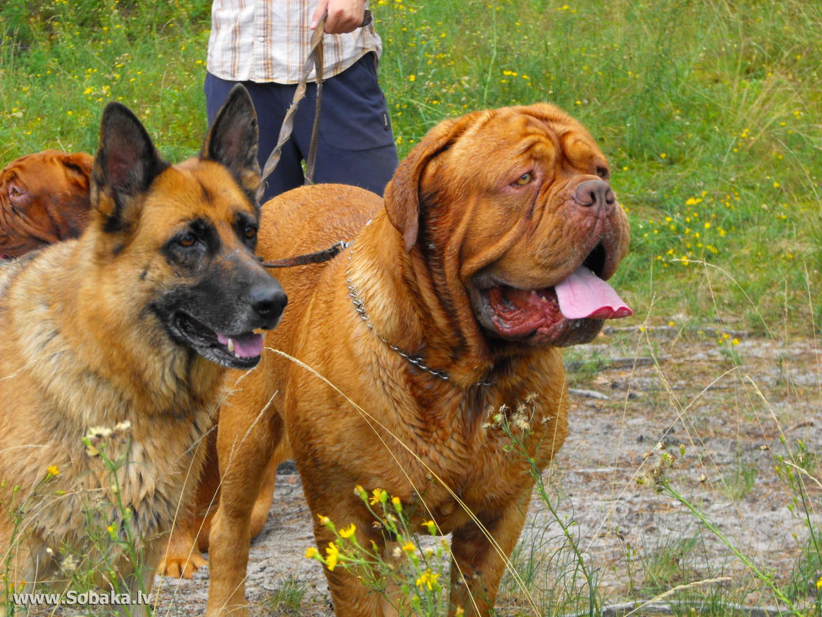 Бордоский дог на прогулке