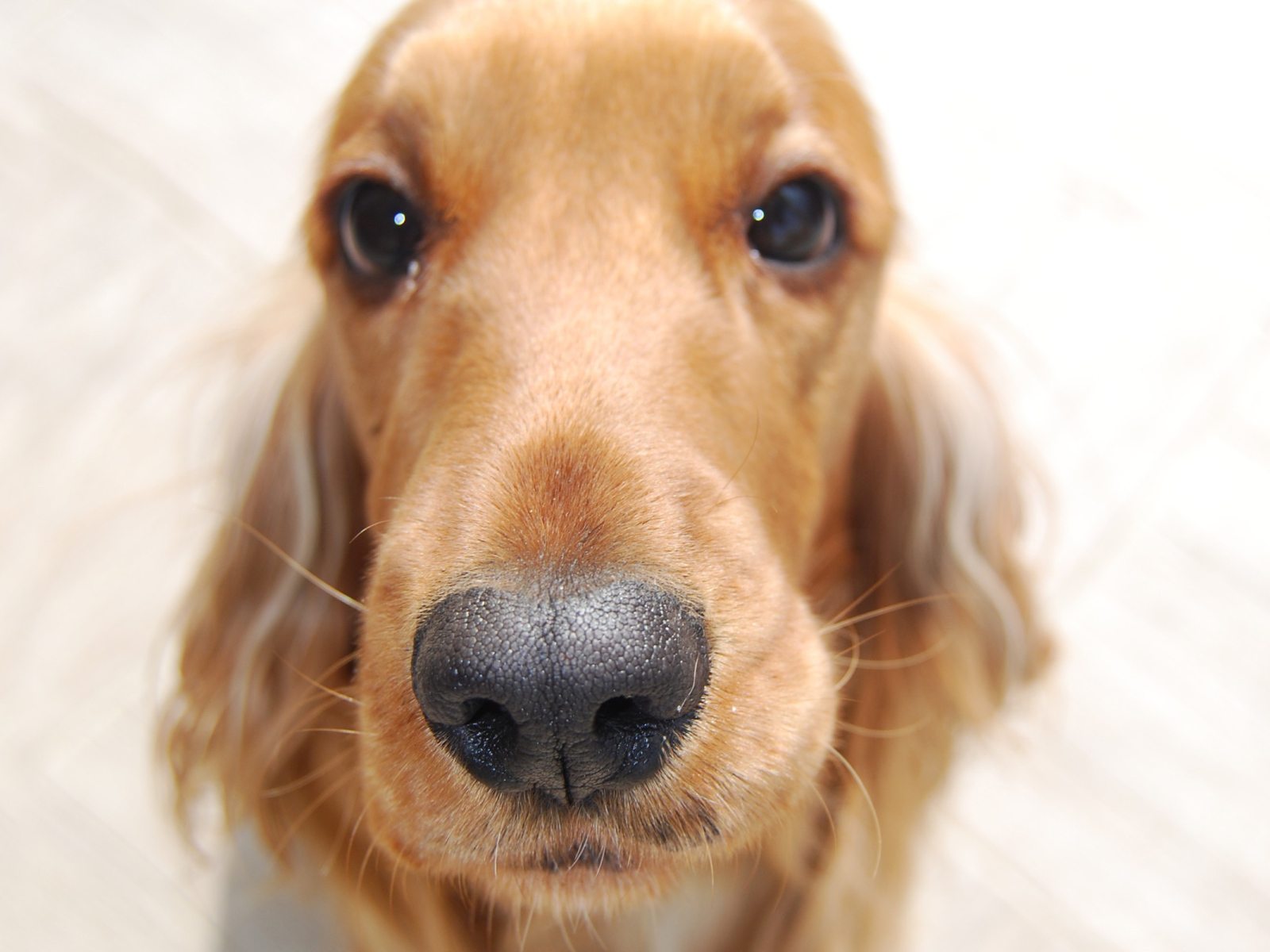 Английский кокер-спаниель крупным планом