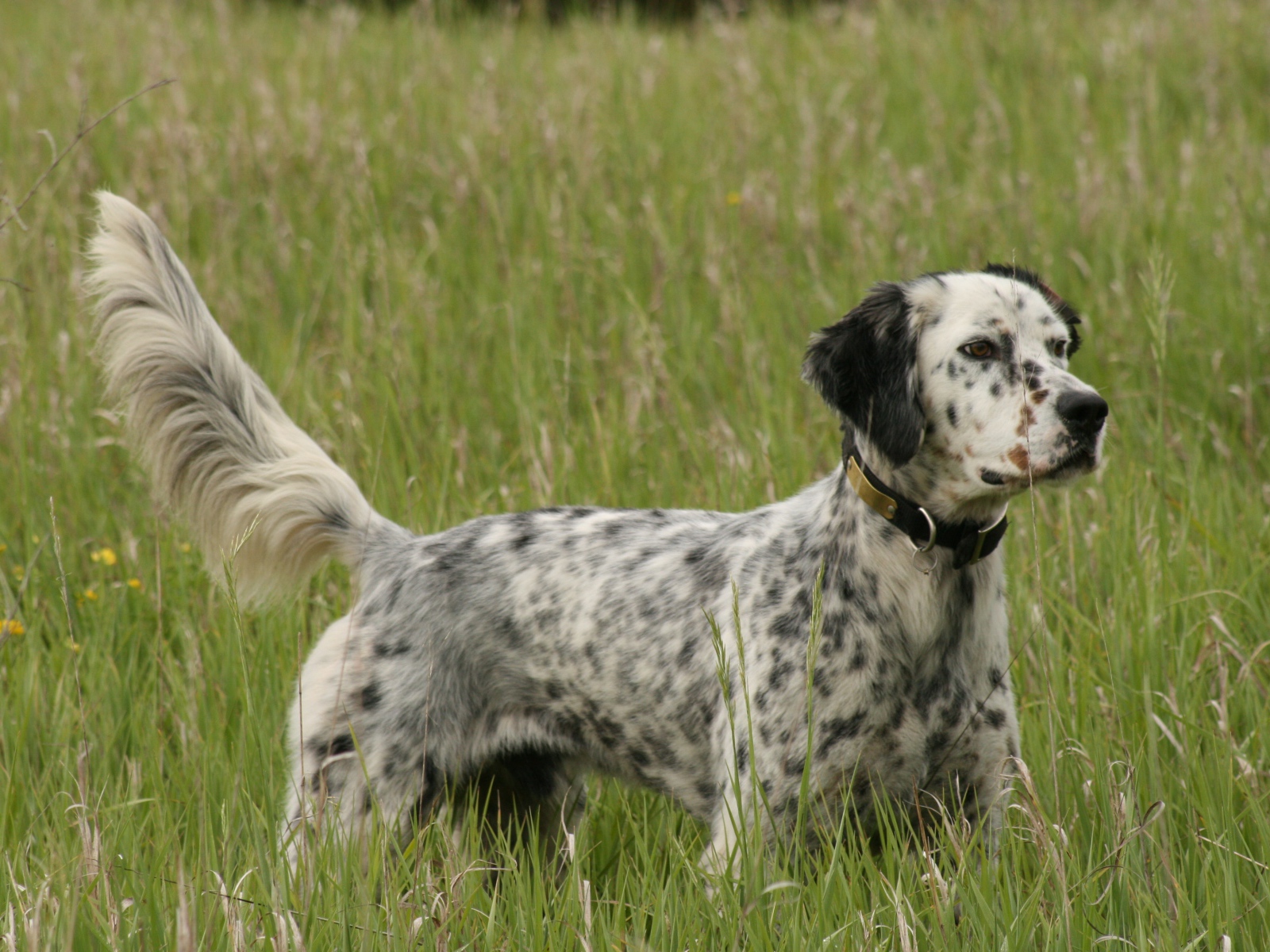 Английский сеттер на охоте