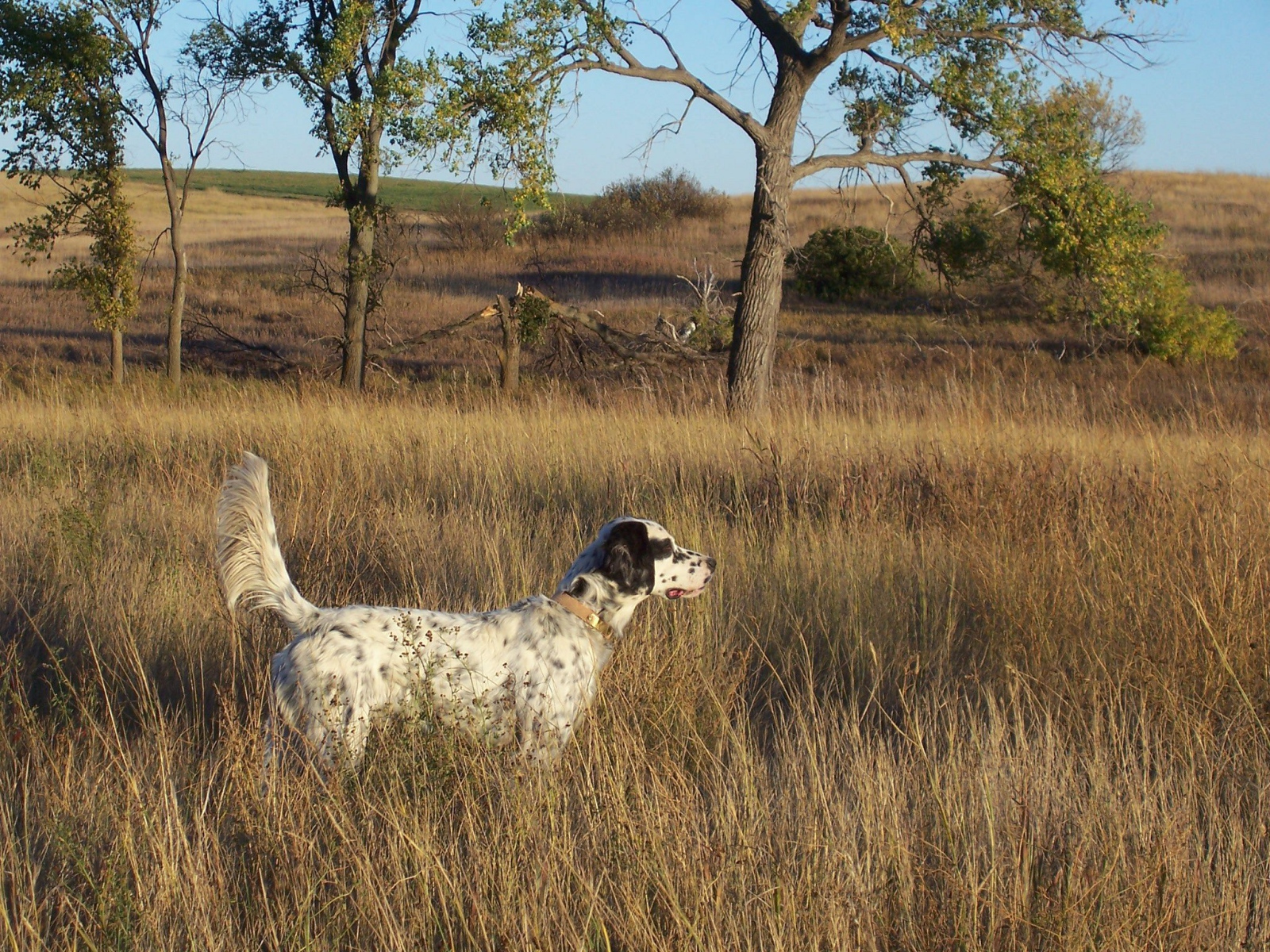 Английский сеттер в высохшей траве