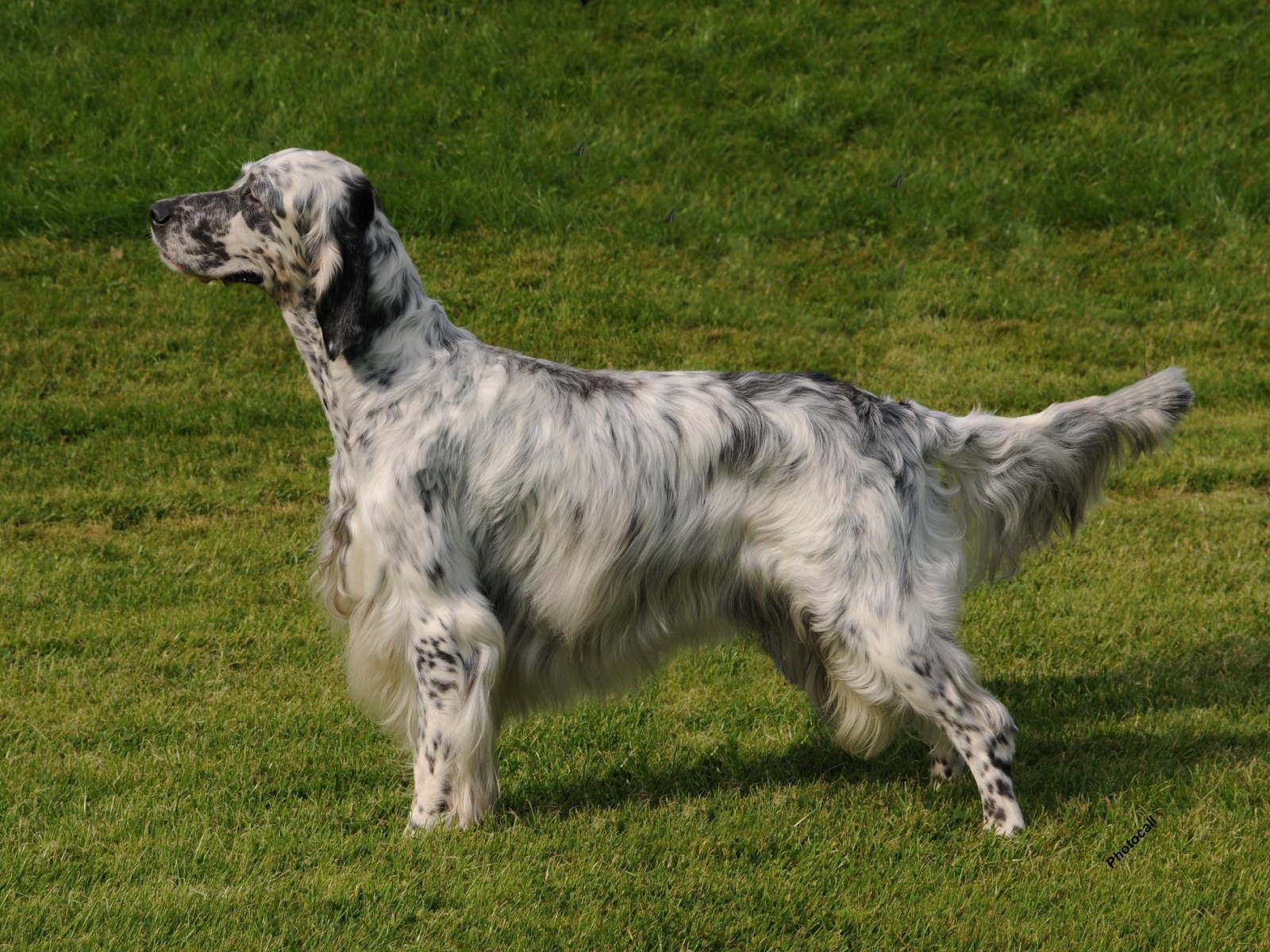 Английский сеттер на природе