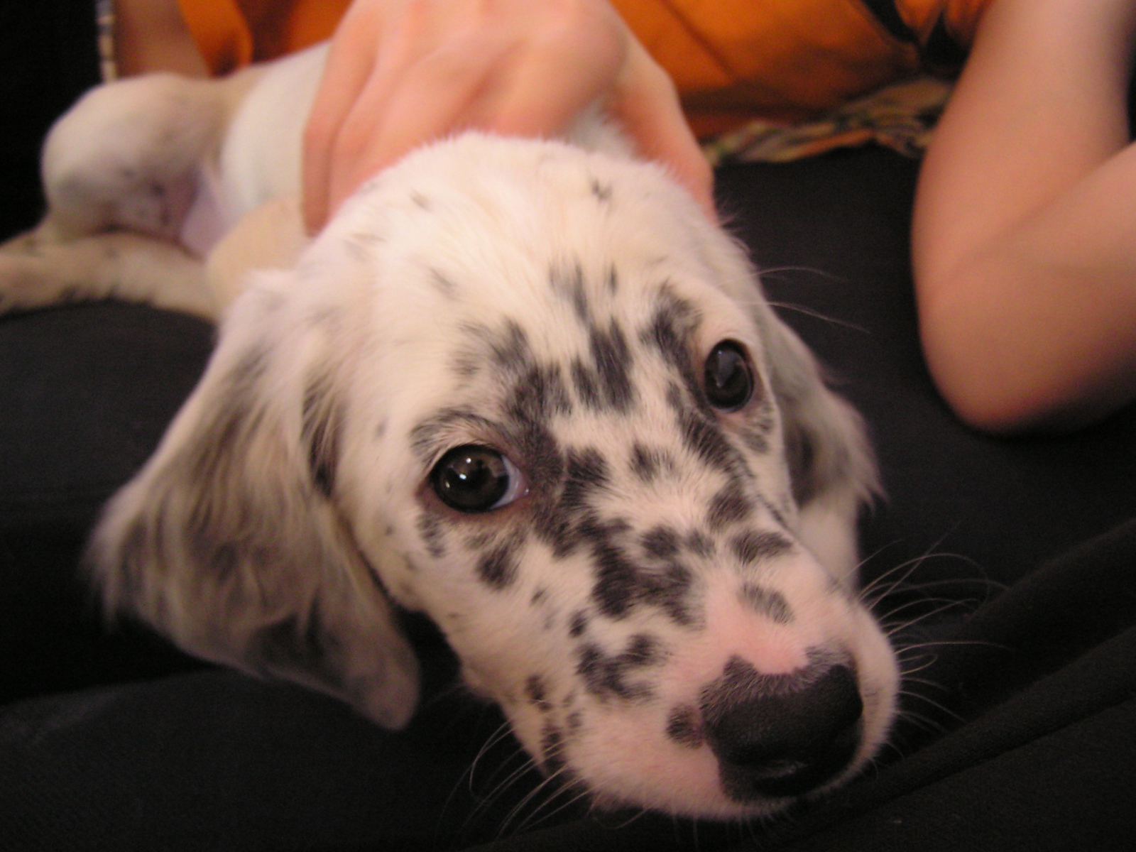 Щенок английского сеттера