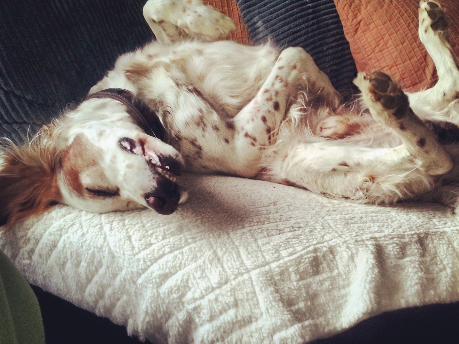 Английский сеттер развалился на диване