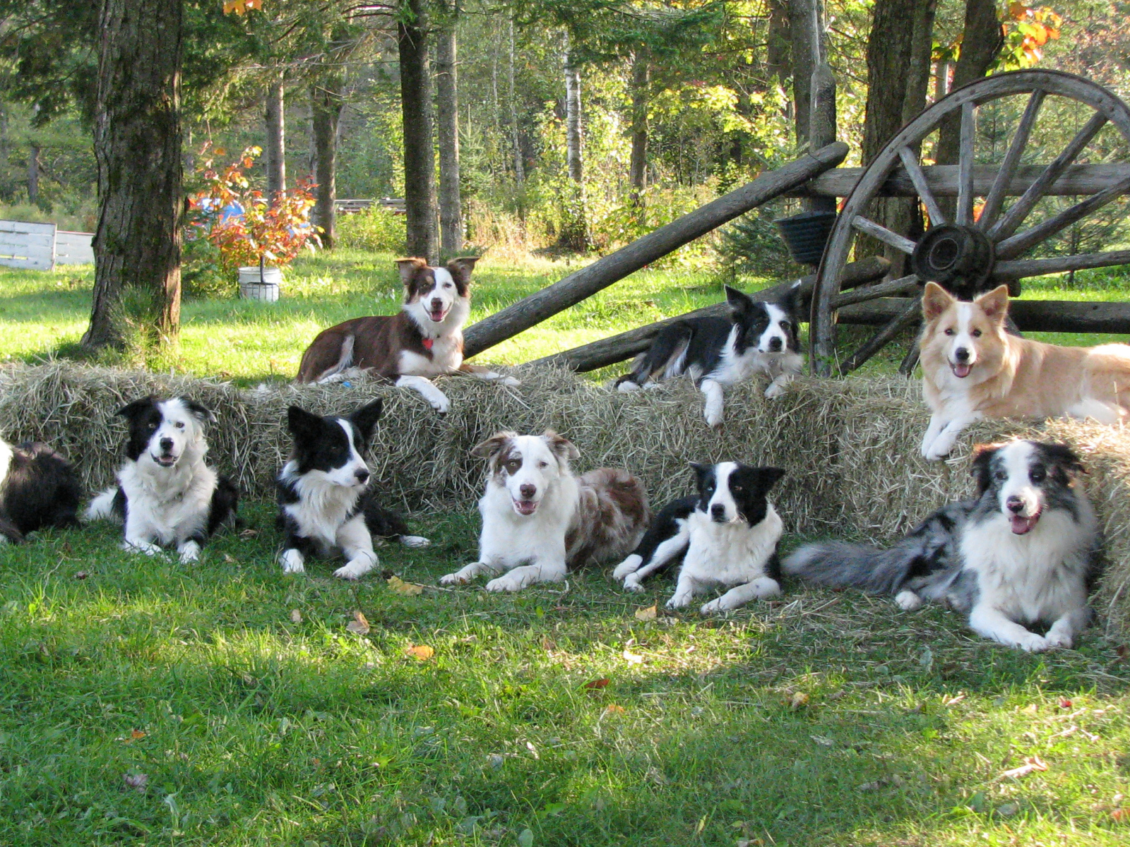 Семья собак бордер-колли
