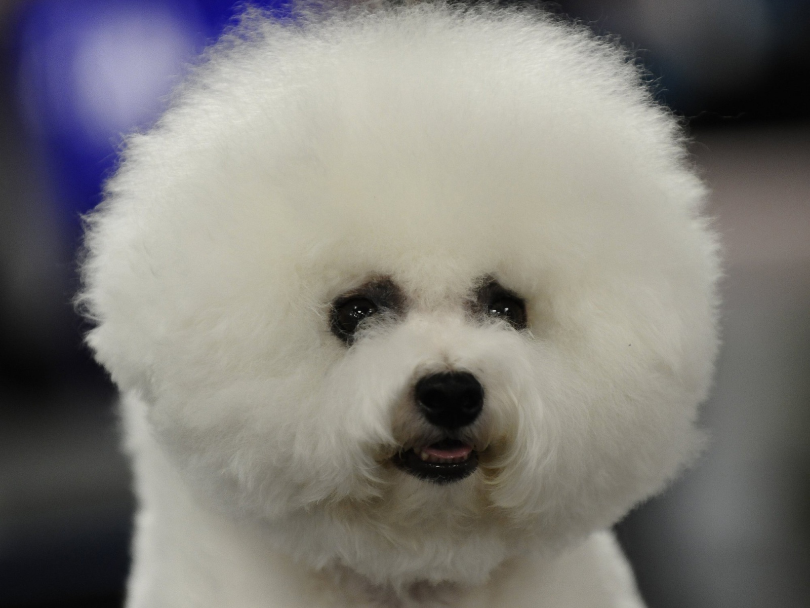 Пушистая собака породы бишон-фриз