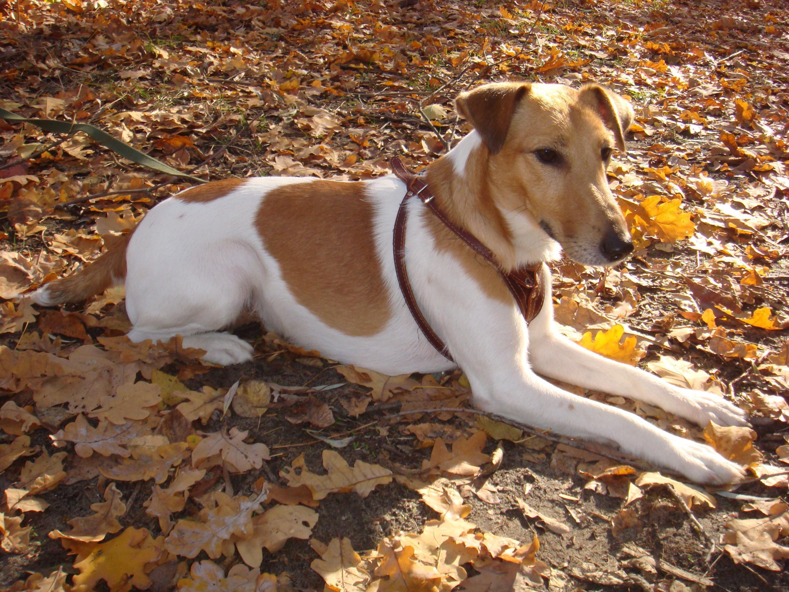 Fox terrier is on the leaves