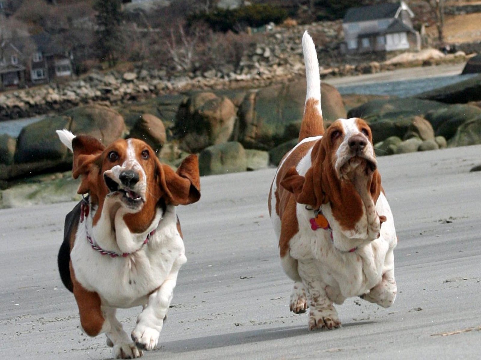 Смешные бассет-хаунды бегут