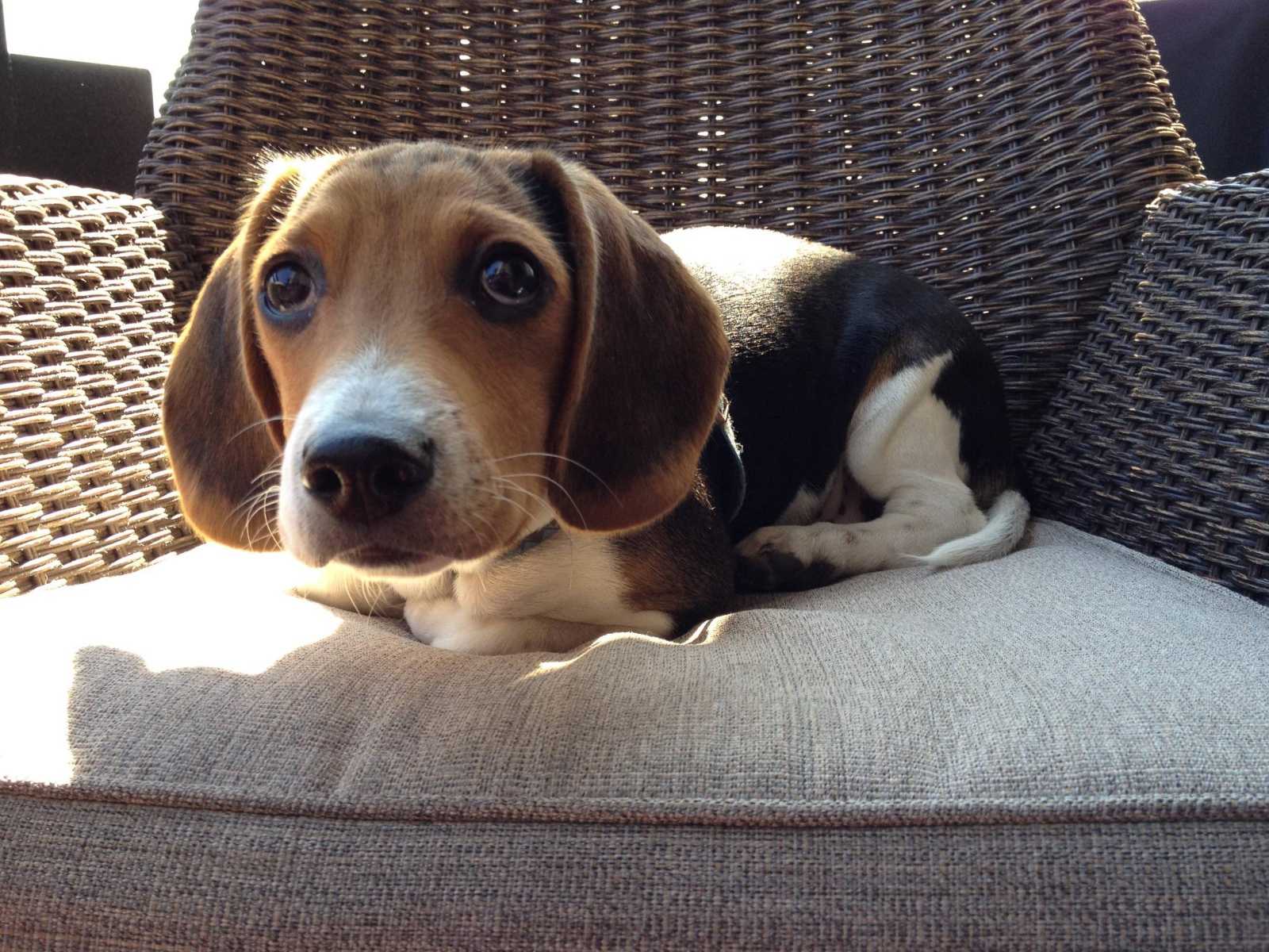 Смешная собака породы бигль на кресле