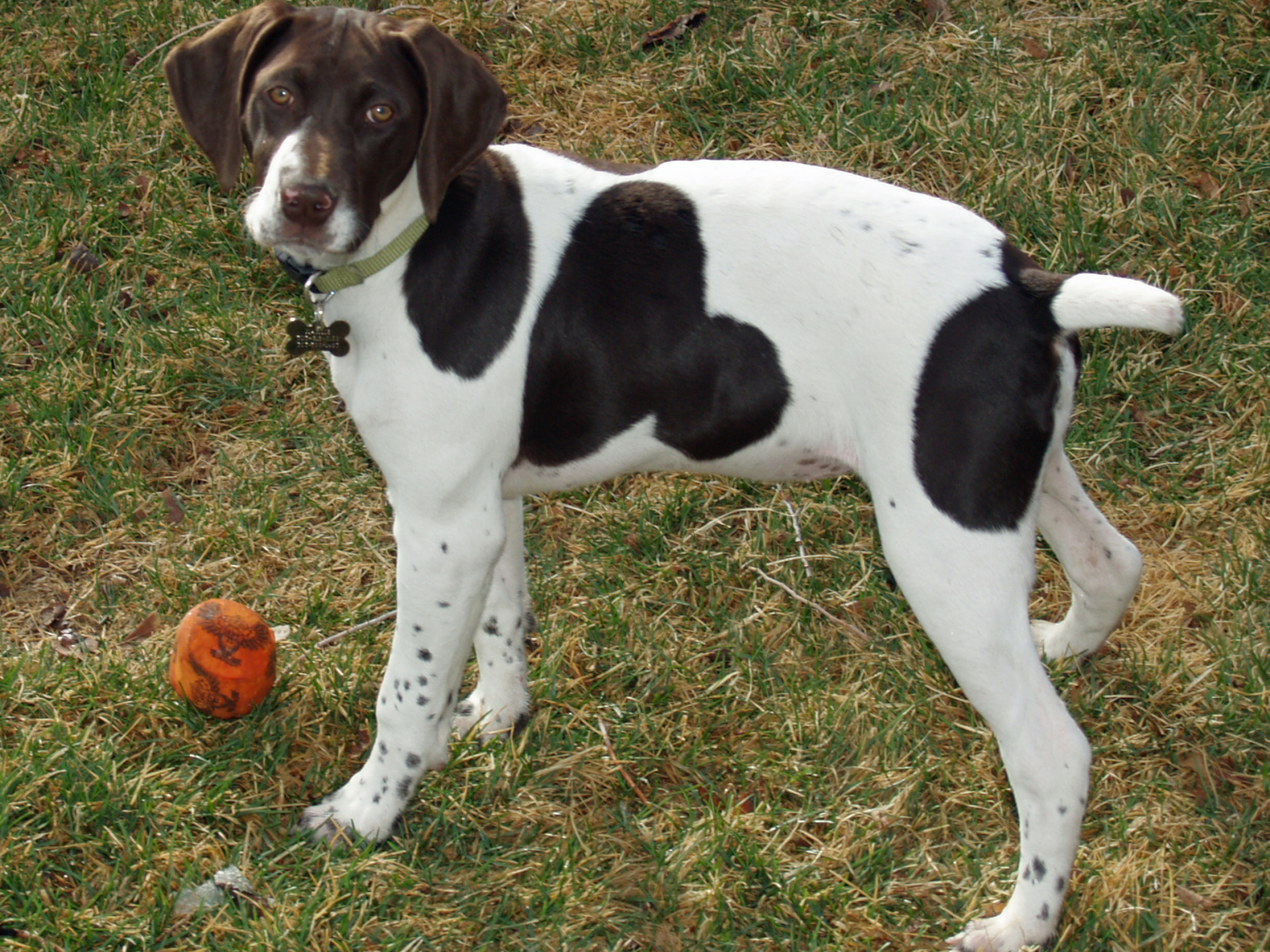 Немецкий Пойнтер играет в саду