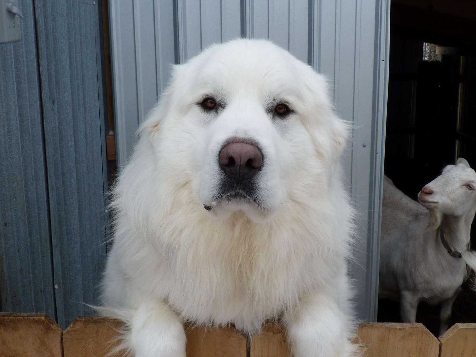 Большая пиренейская собака и коза