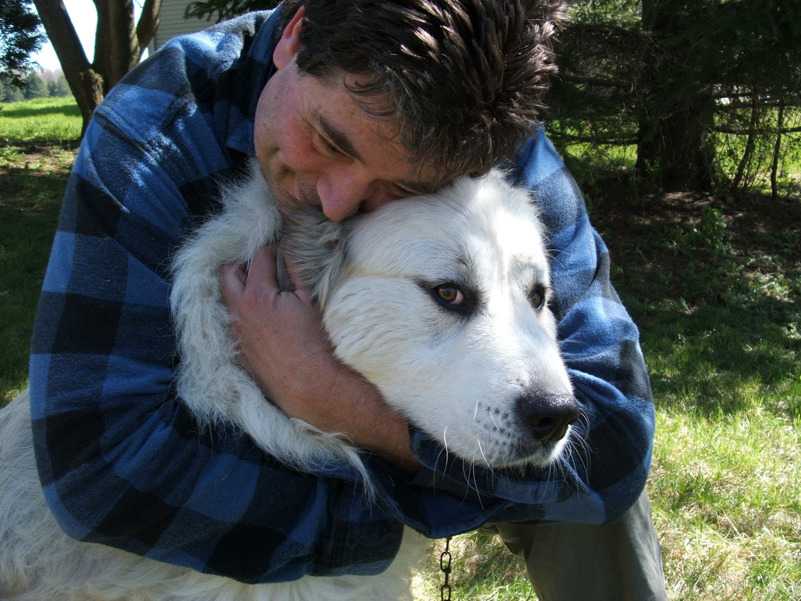 Большая пиренейская собака и любящий хозяин