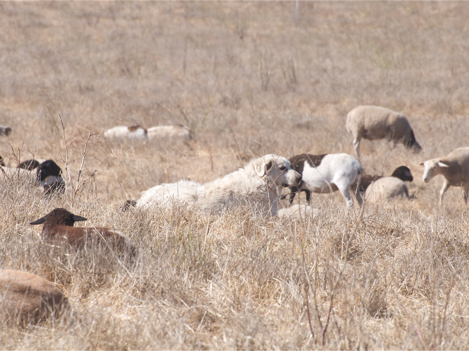 Большая пиренейская собака пасёт скот