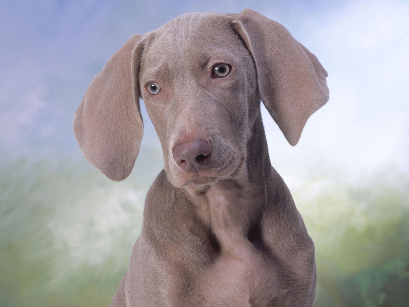 Серый щенок Пойнтер