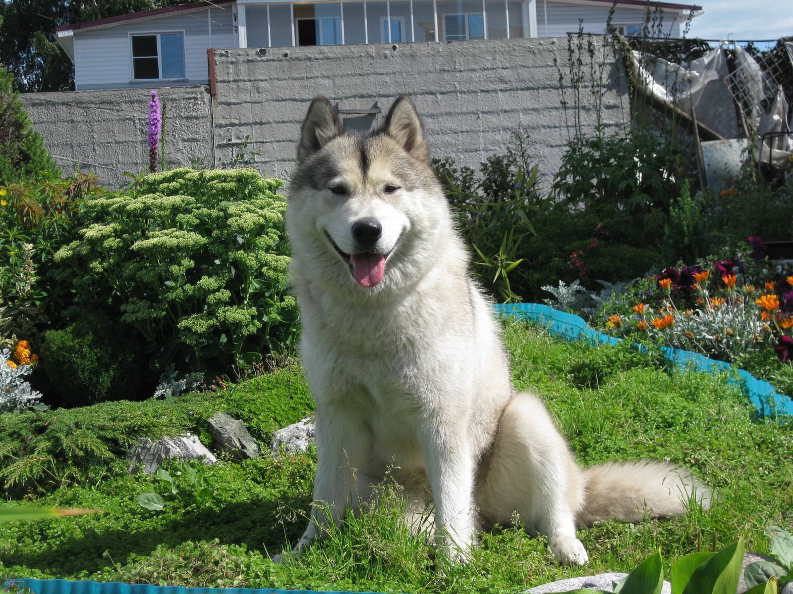 Счастливый аляскинский маламут на хуторе