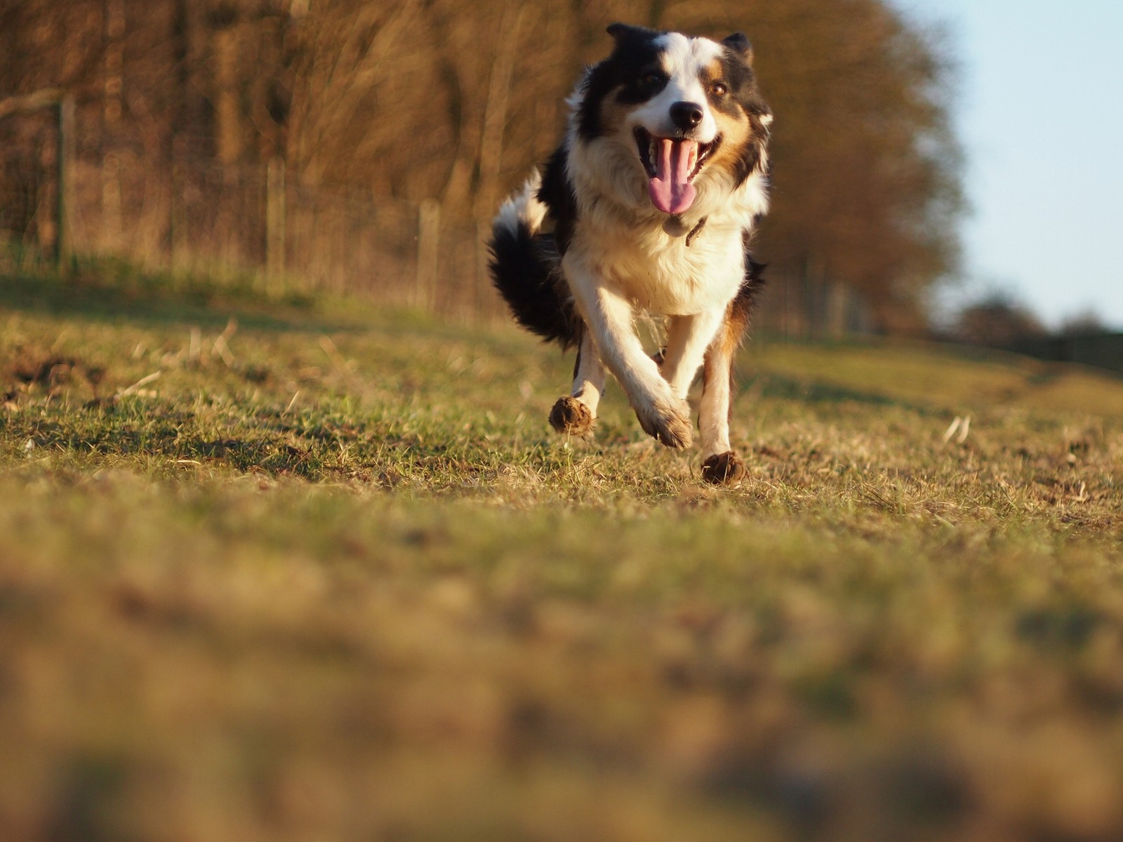 Счастливая австралийская овчарка бежит к хозяину