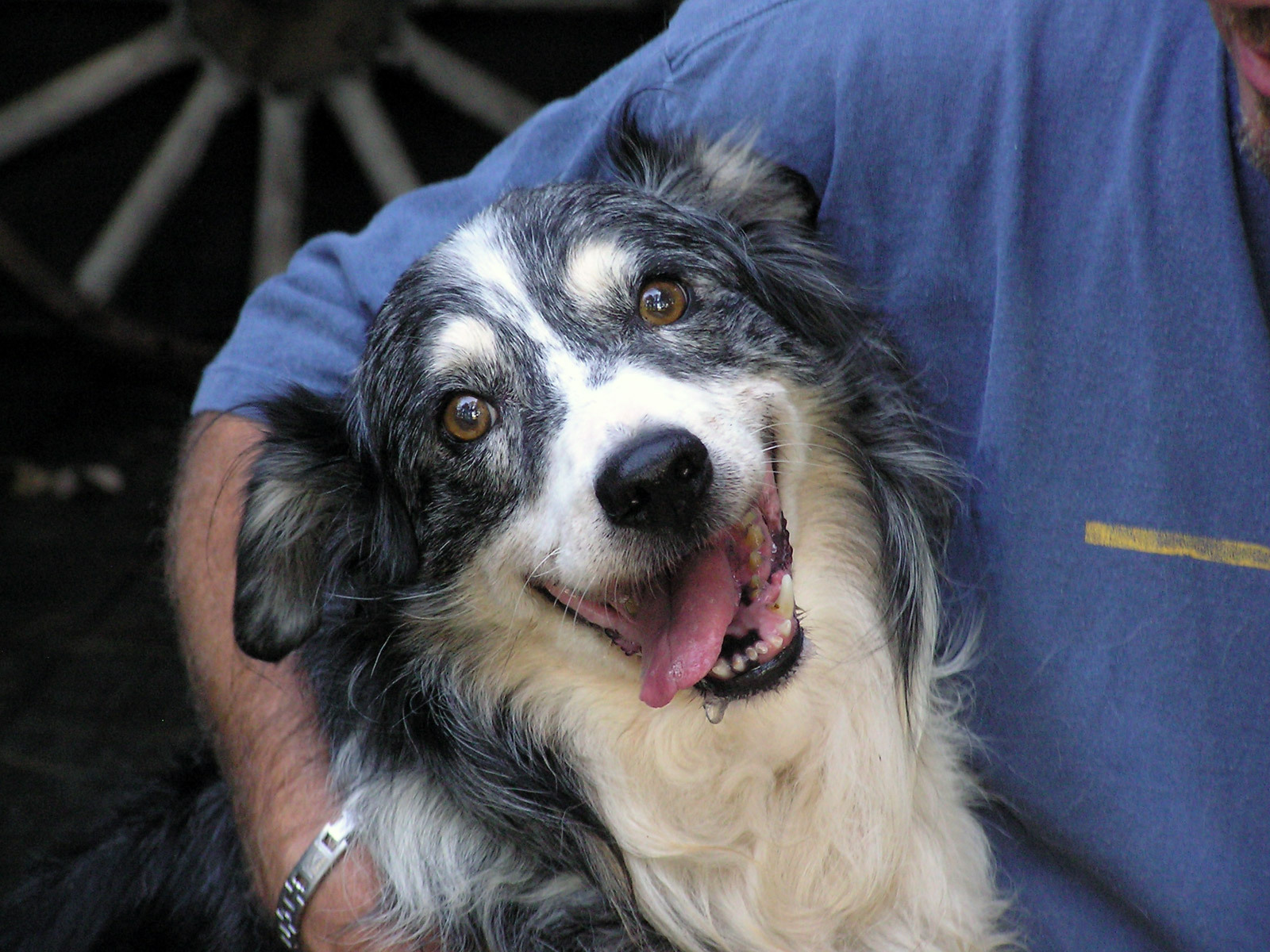 Счастливая австралийская овчарка с хозяином