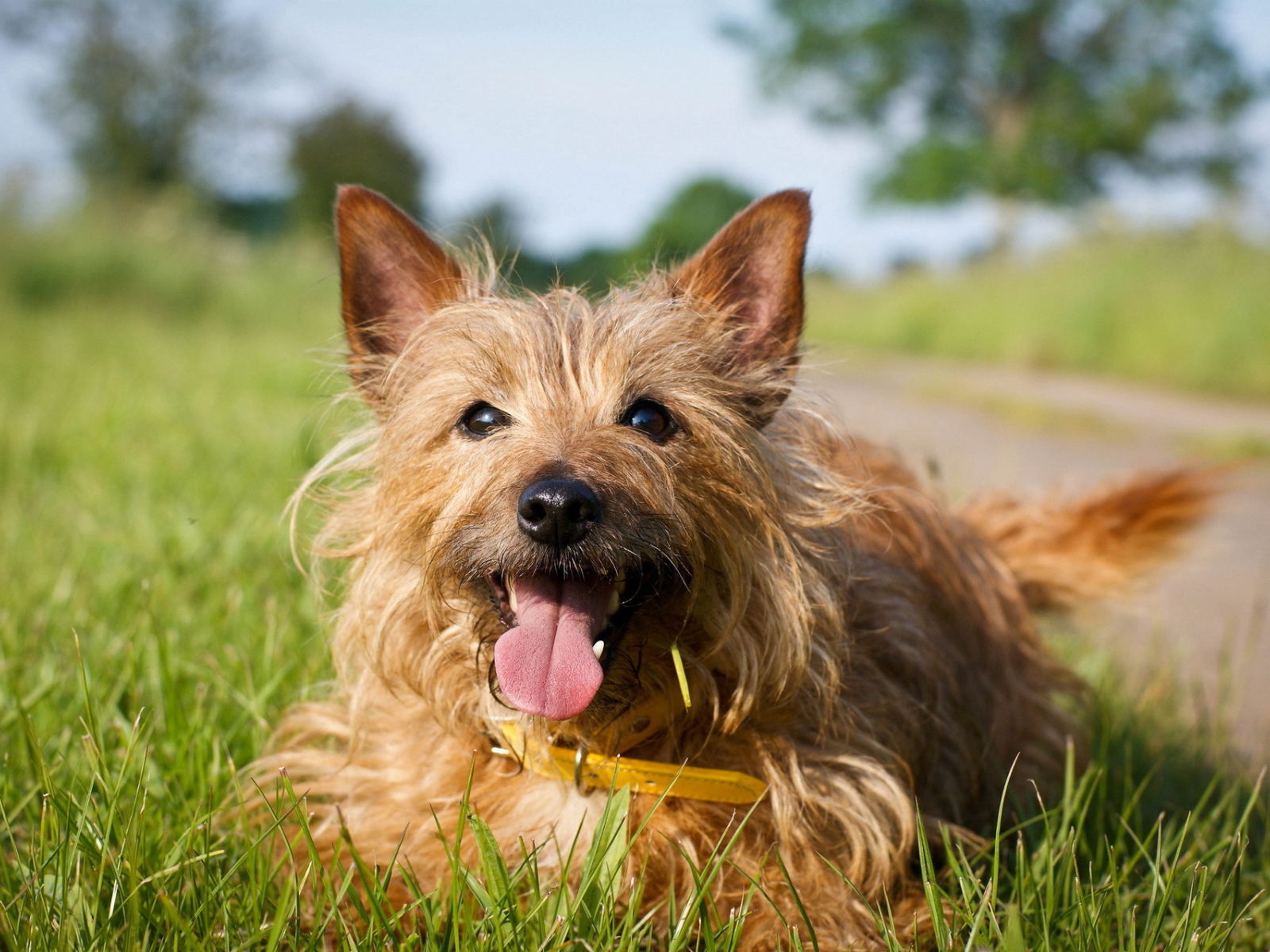 Счастливый австралийский терьер на траве