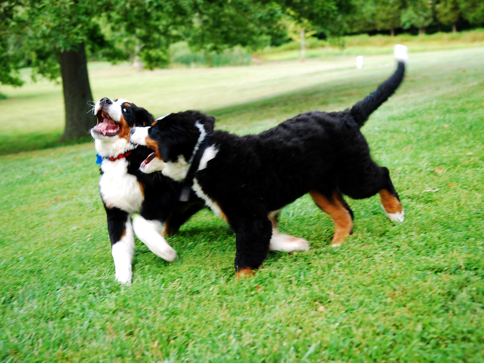 Счастливые щенки бернской пастушьей собаки играют