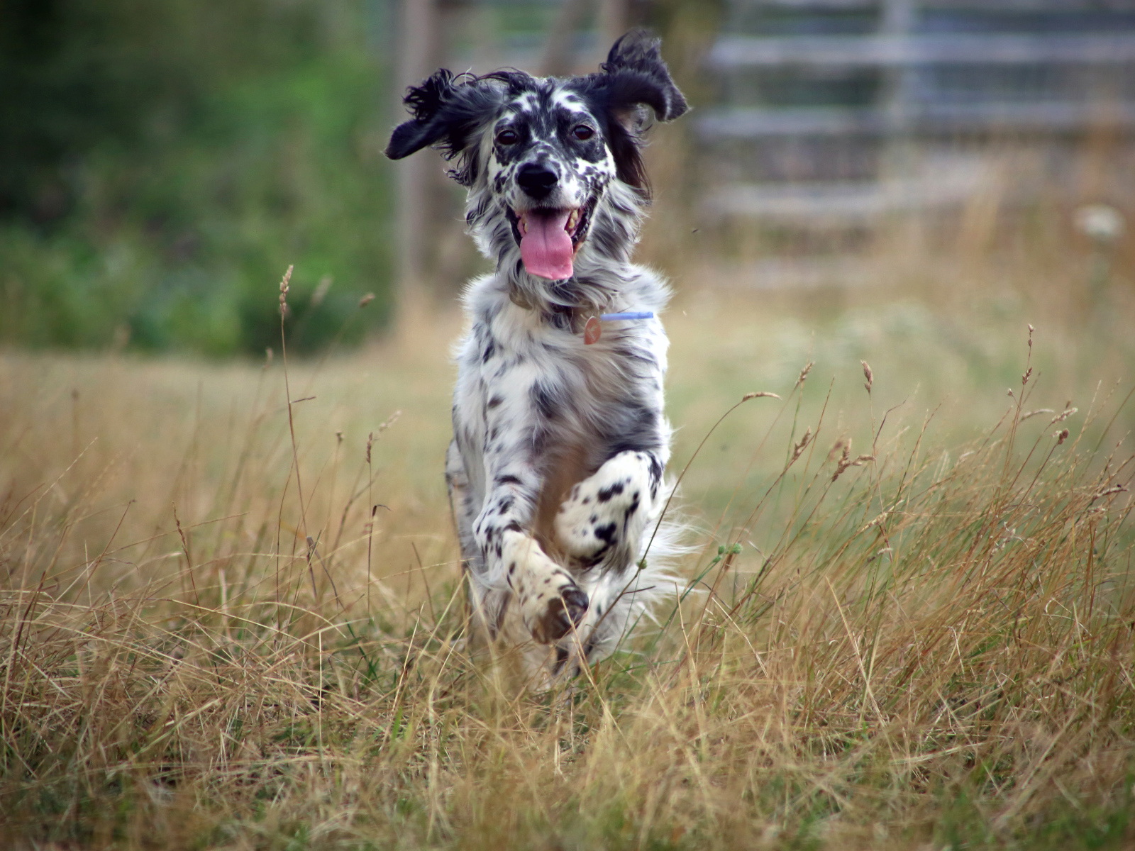 Счастливый английский сеттер бежит по полю