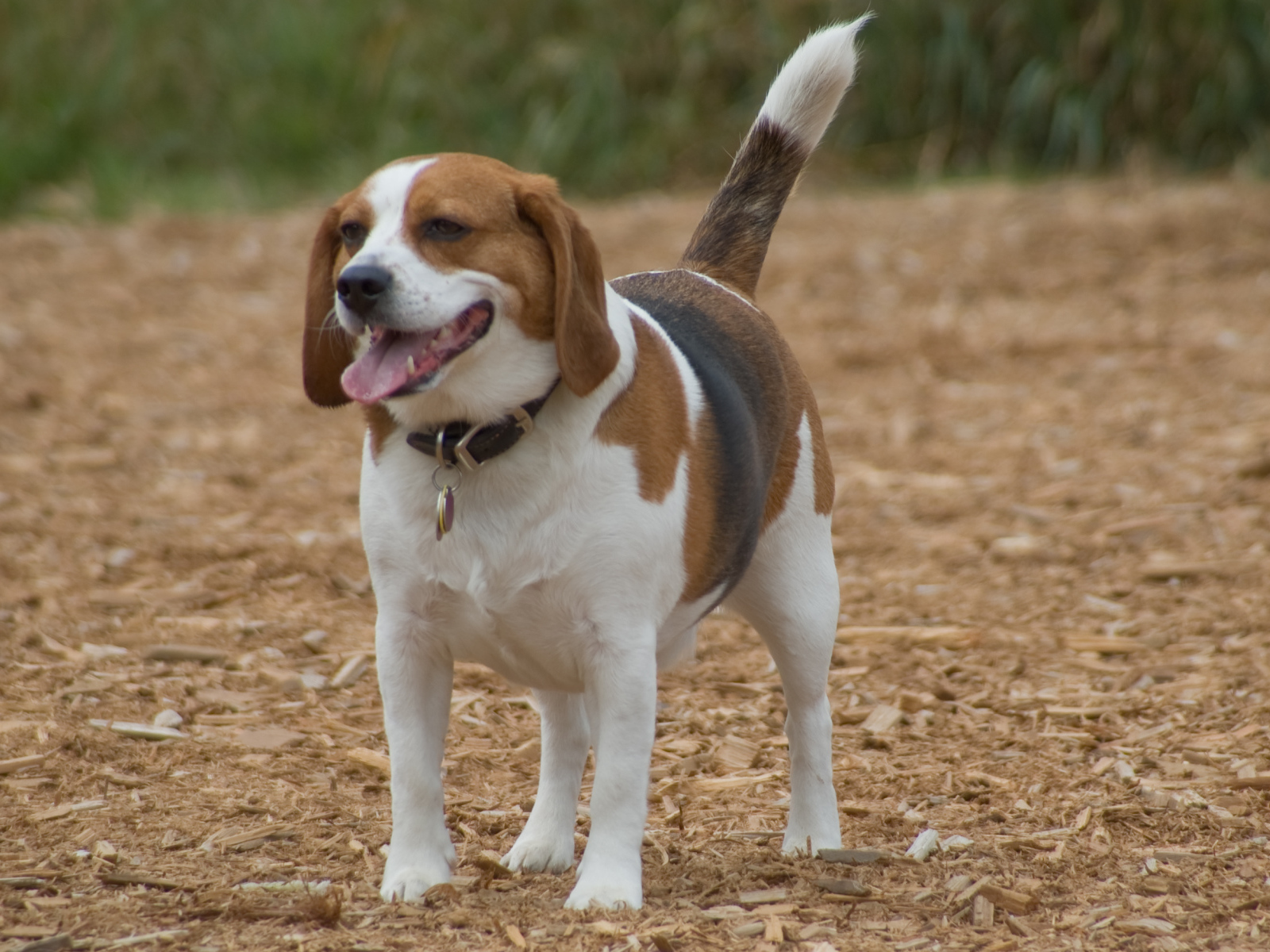 Счастливая собака породы бигль