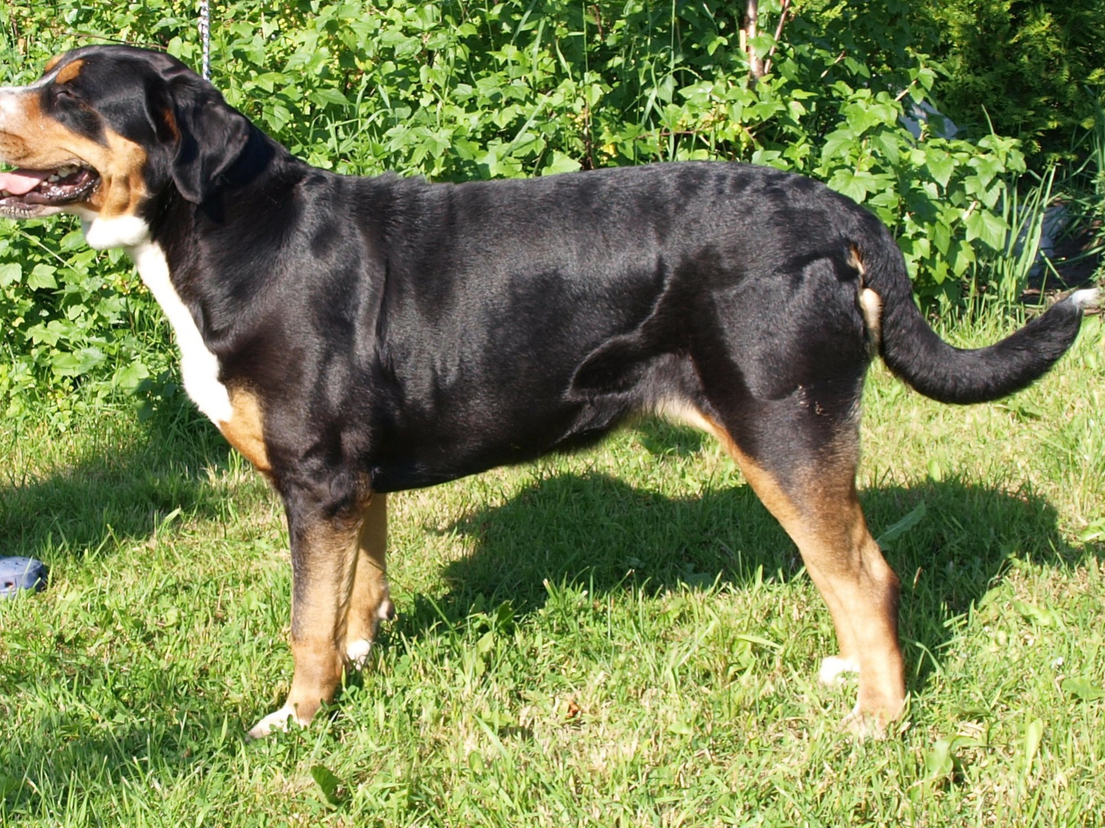 Счастливый большой швейцарский зенненхунд на фоне кустов