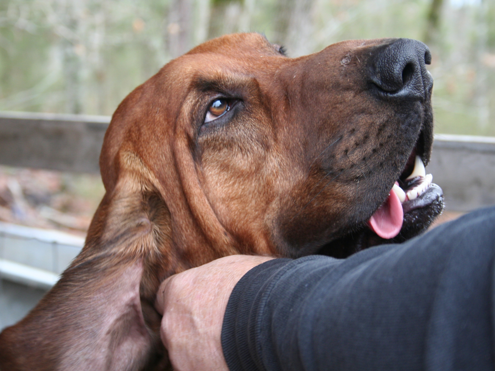 Хозяин чешет ухо бладхаунду