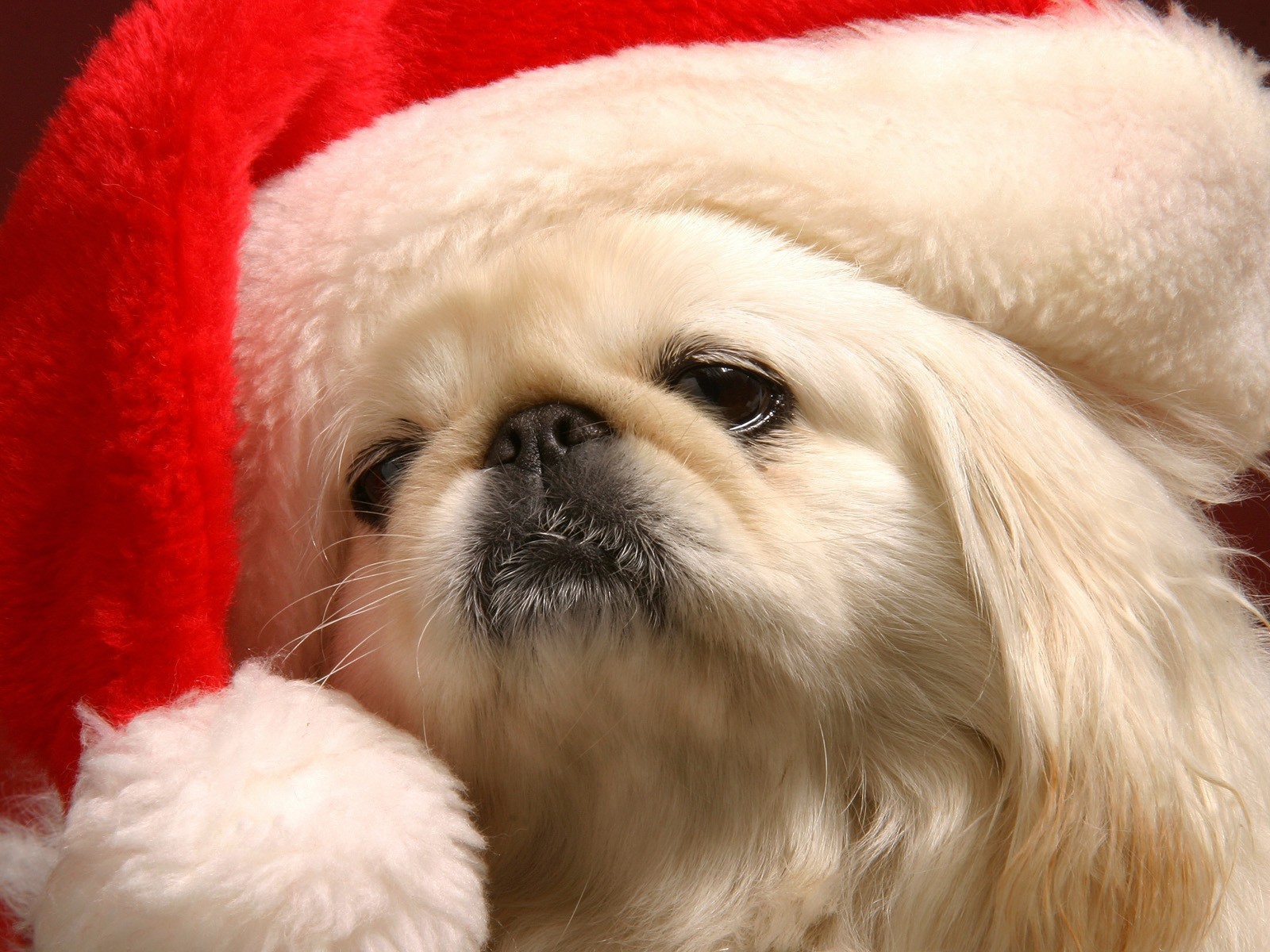 Японский хин в шапке Деда Мороза