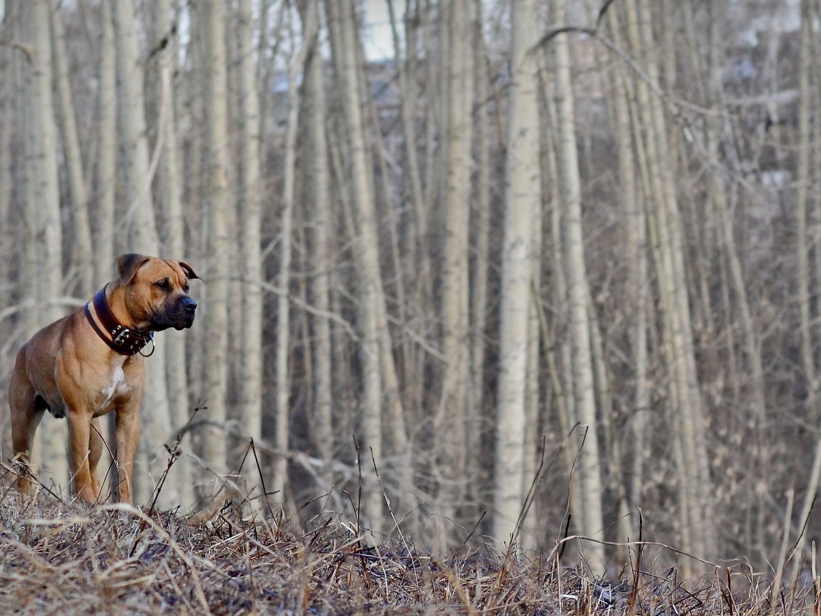 Одинокий боксёр в пустом лесу