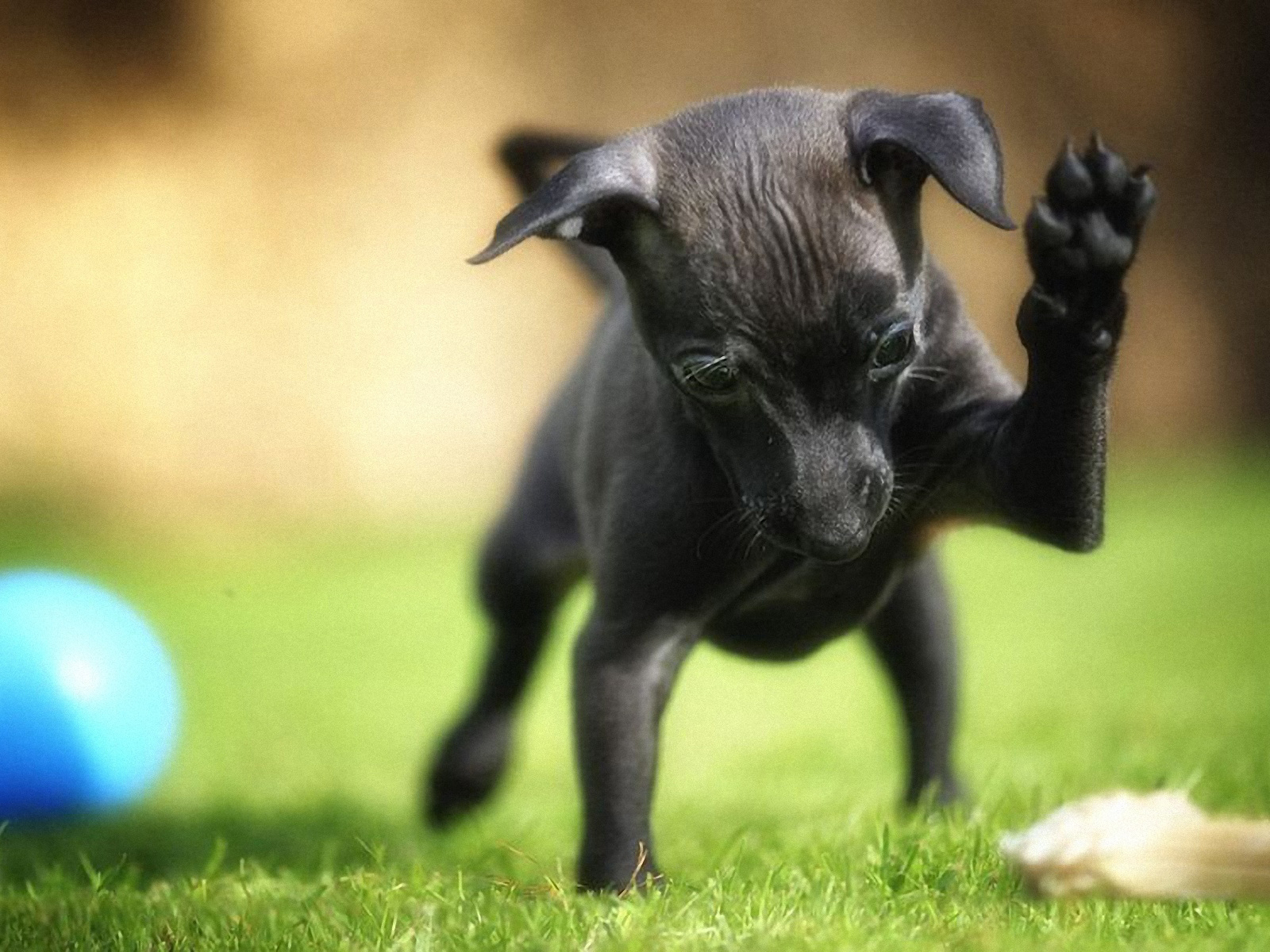 Карликовый пинчер играет во дворе