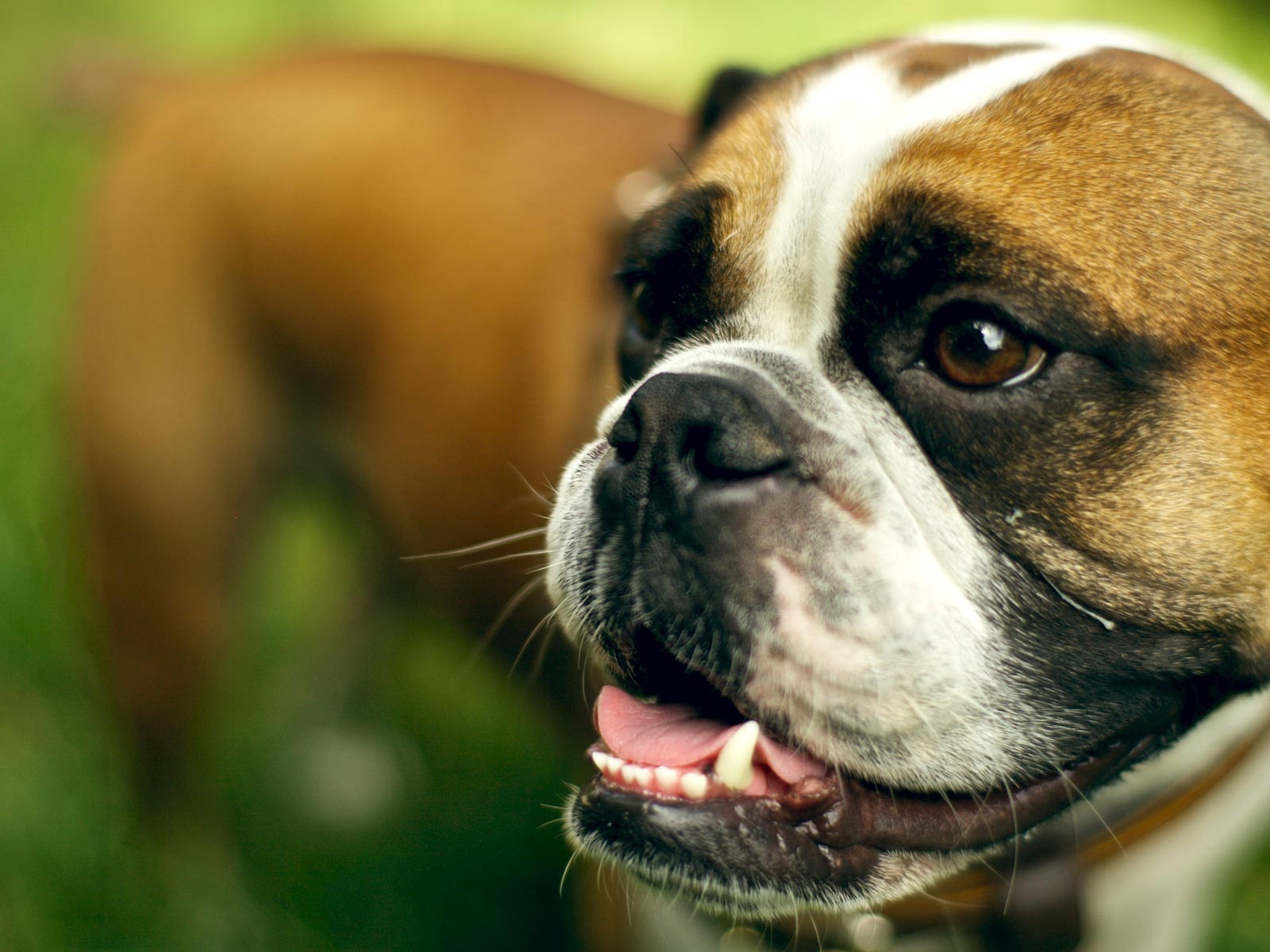 Морда счастливого боксёра