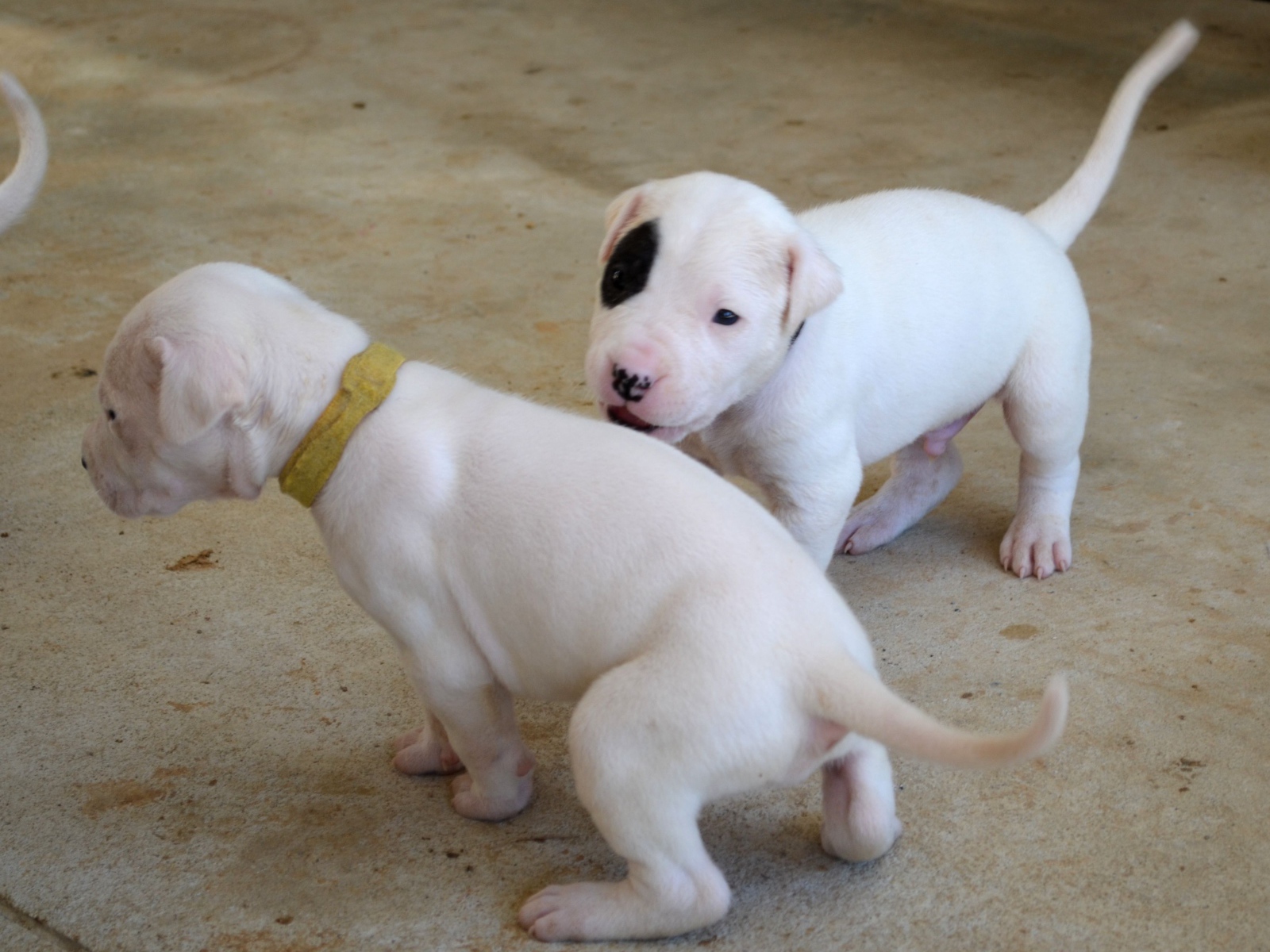 Игривые щенки аргентинского дога