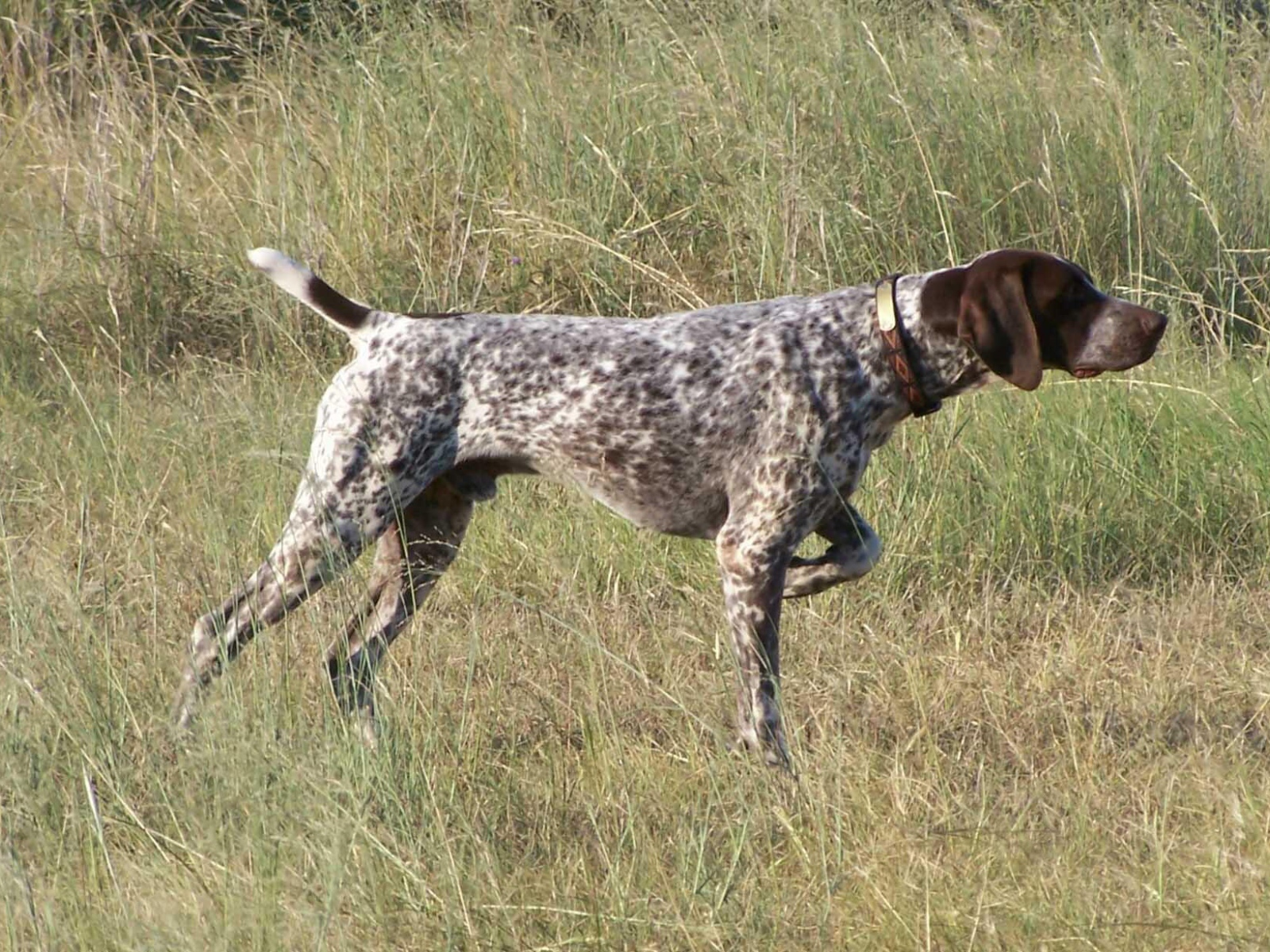 Пойнтер показывает путь