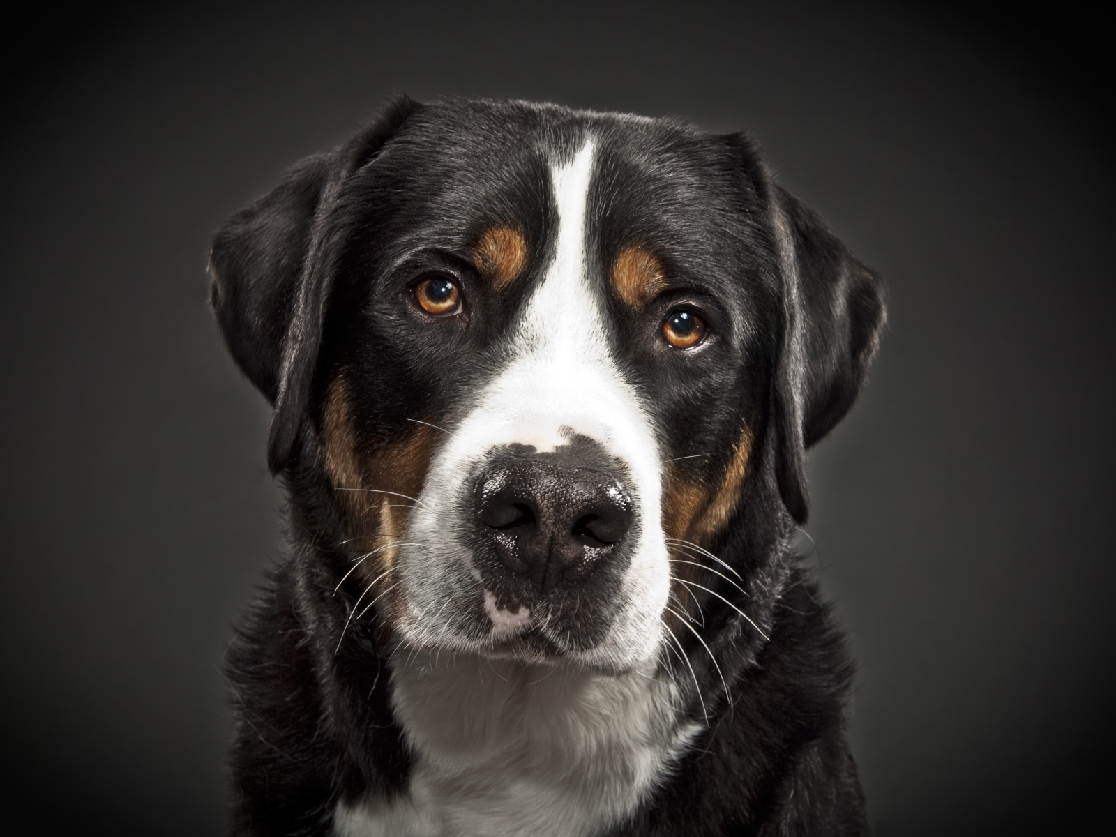 Портрет большого швейцарского зенненхунда