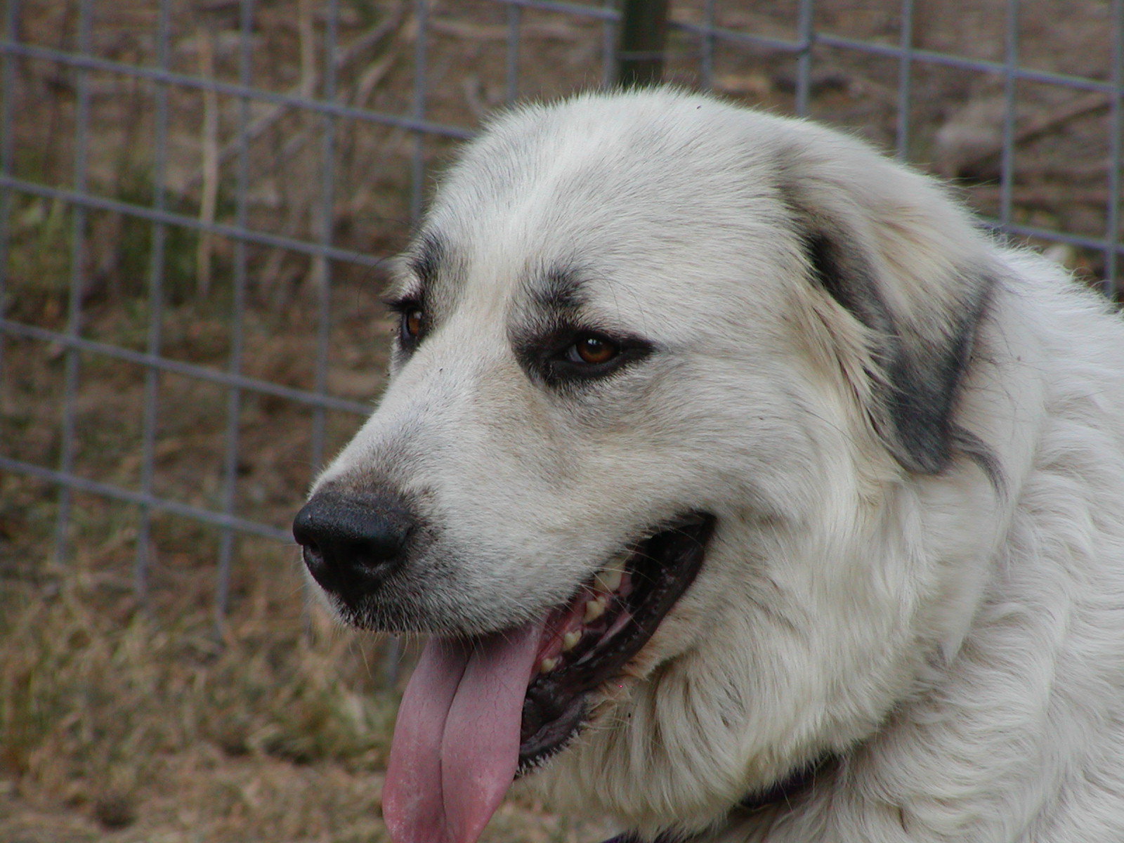 Портрет большой пиренейской собаки